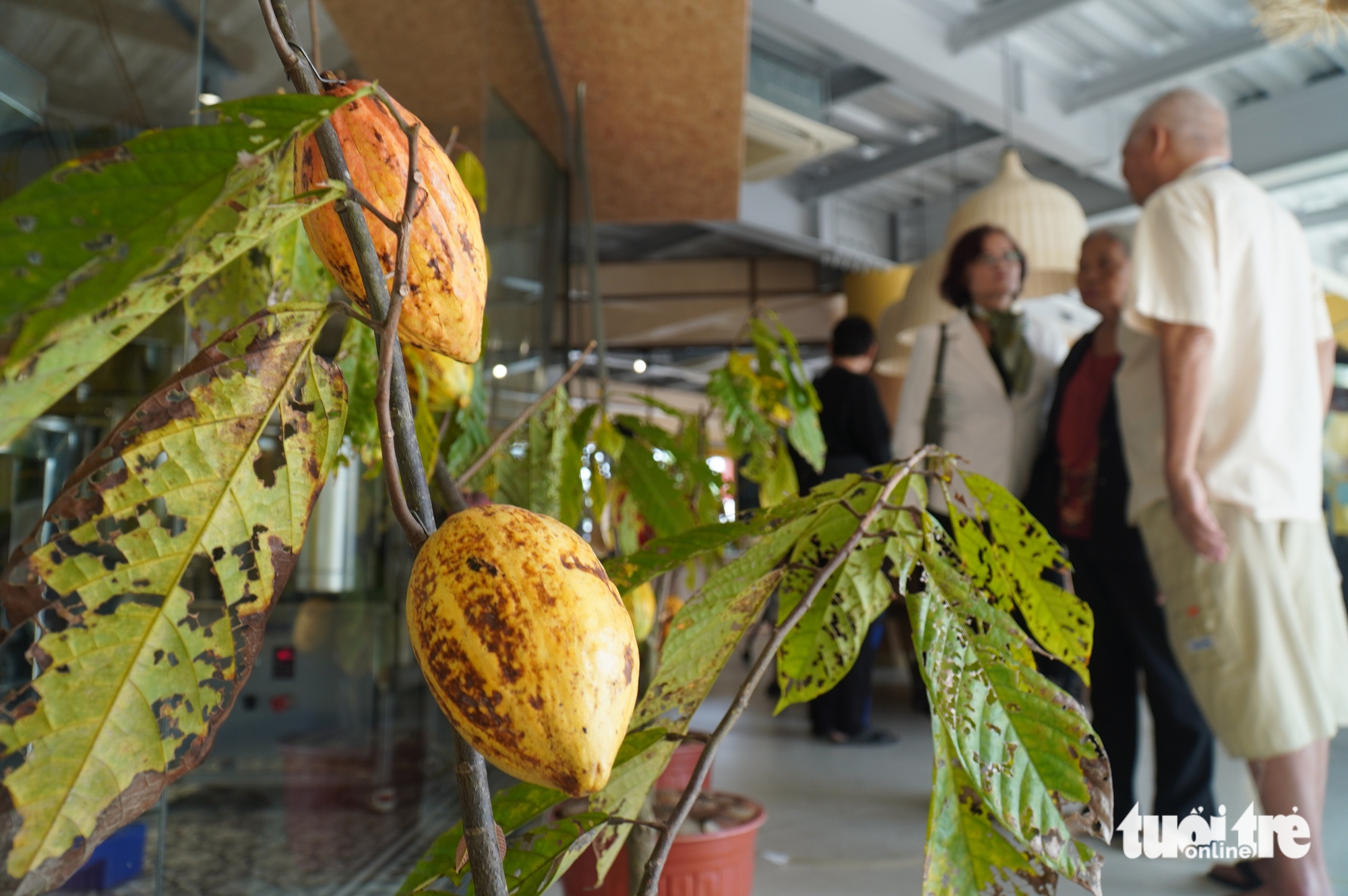 游客兴奋体验在前江边制作巧克力