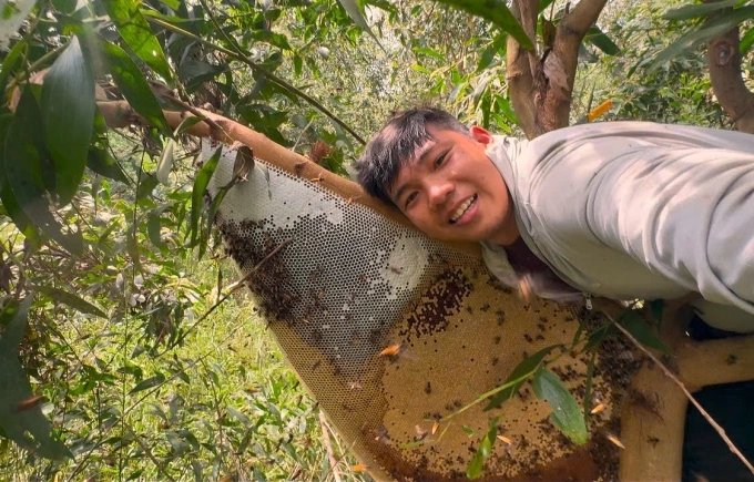 青年依靠林下物产年入数亿越南盾