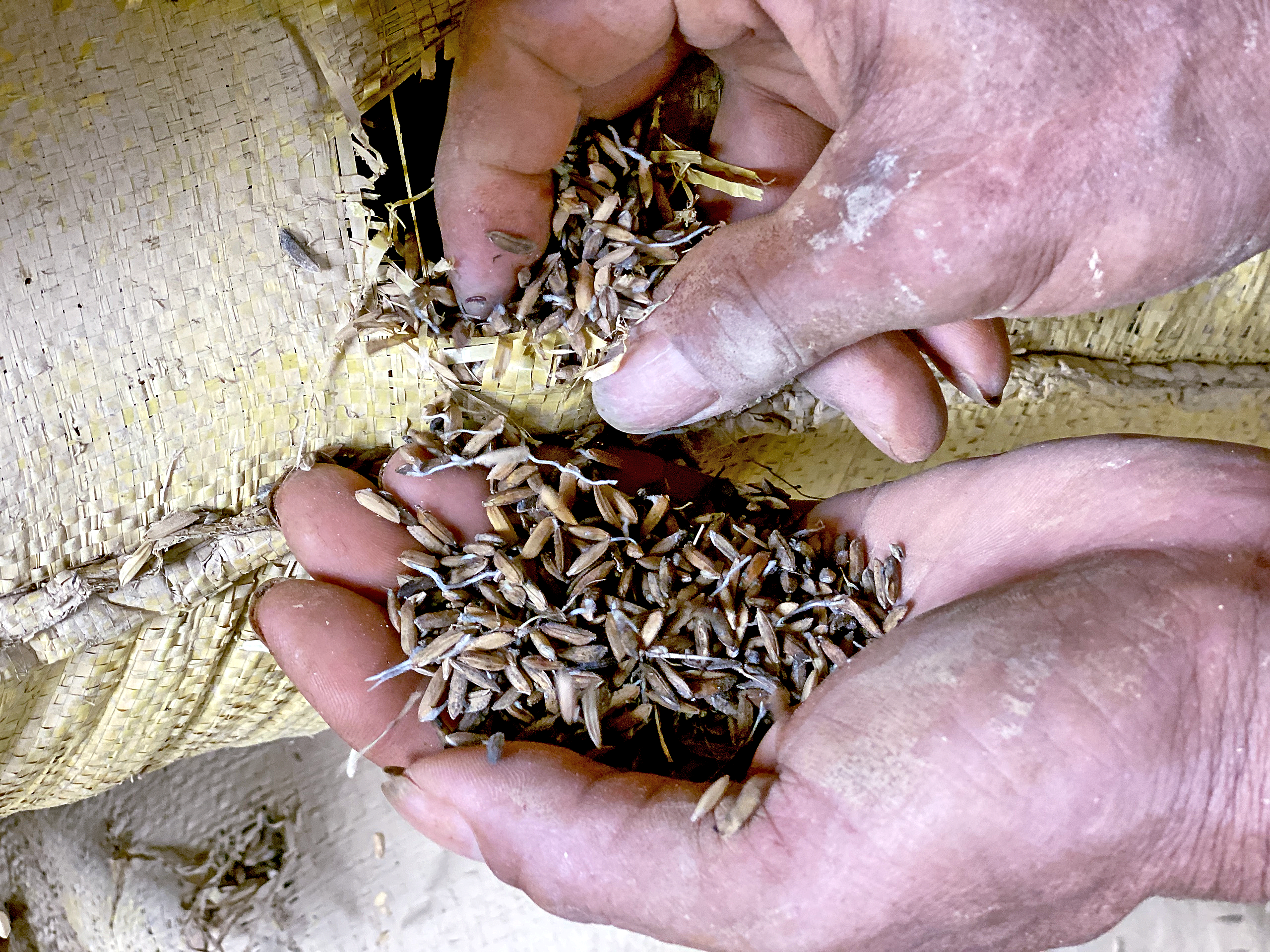 洪水过后，100吨大米损毁，民众损失数十亿