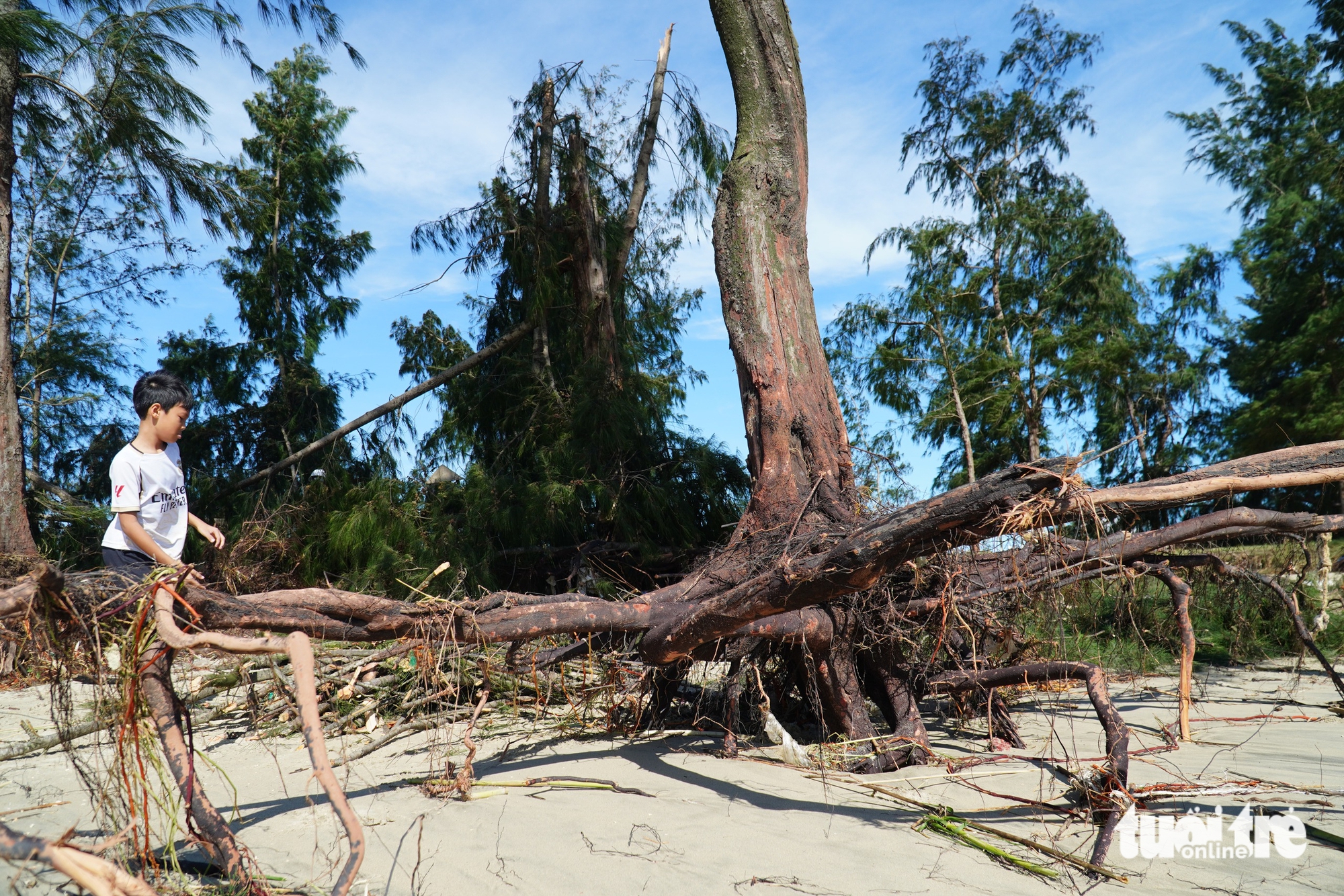 广南省海边数十年的松树被大浪连根拔起
