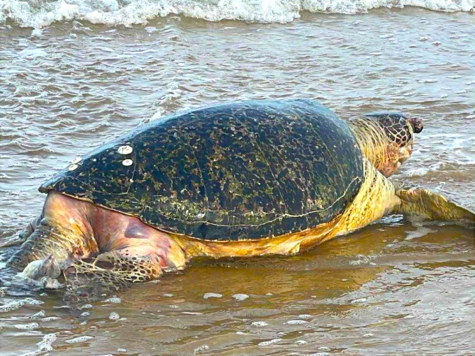 重达100多公斤的海龟死亡漂入美奈海滩
