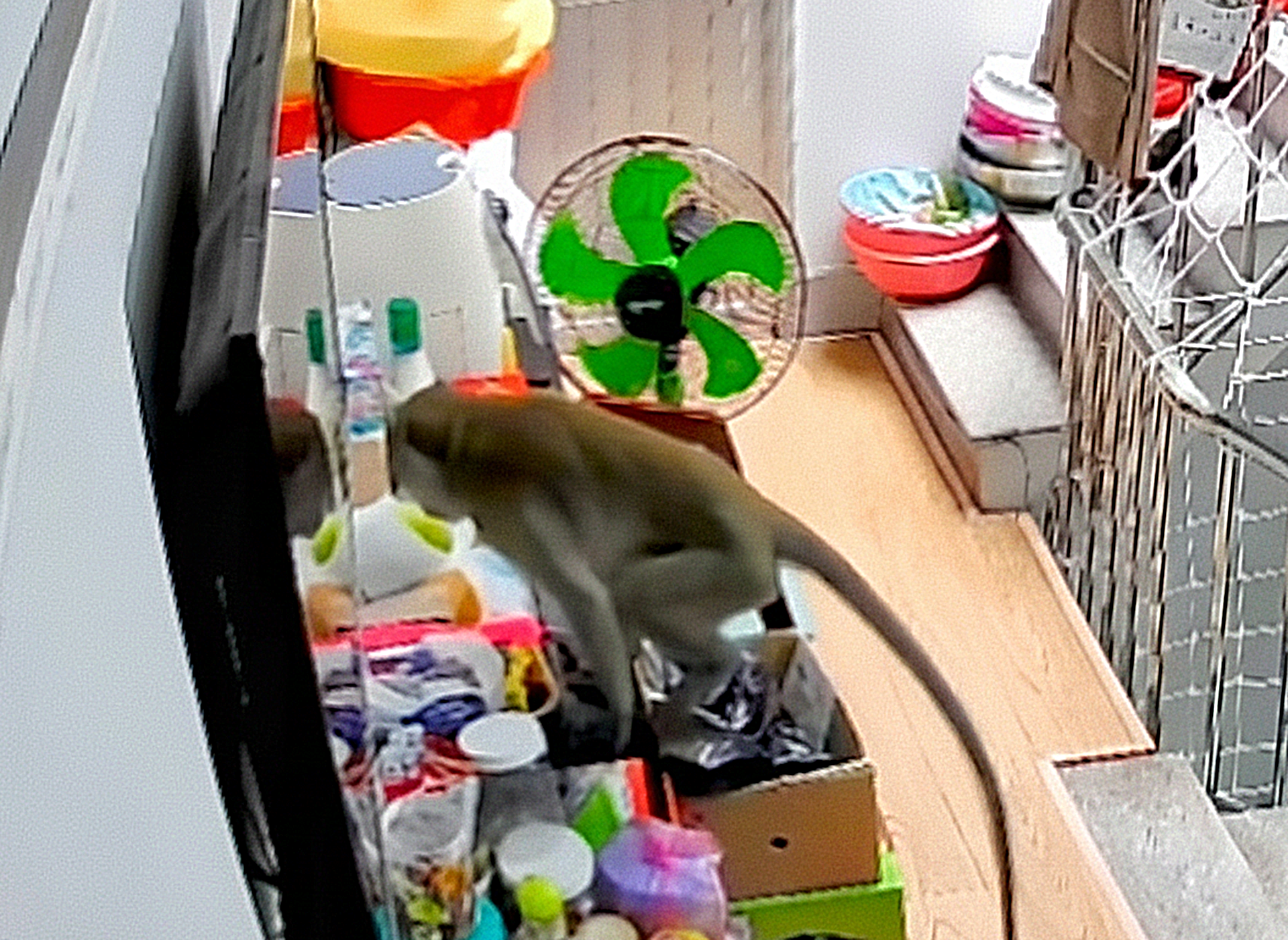麻醉射击，在正兴坊捕获重超8公斤的长尾猴，闯入民宅翻找食物