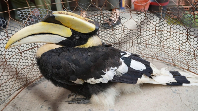 稀有犀鸟误入民宅花园