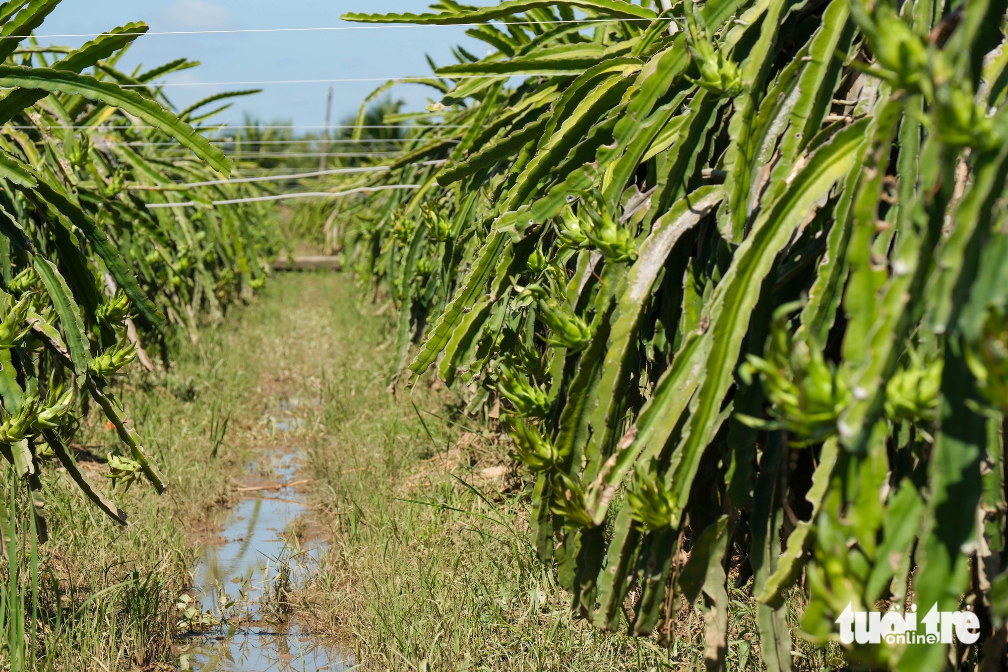 平顺火龙果园因洪水而损失惨重