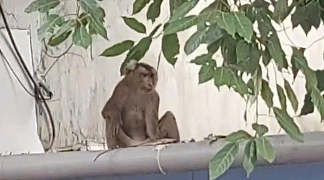 猴子寻找食物，骚扰平兴和坊居民被林业部门麻醉枪捕获