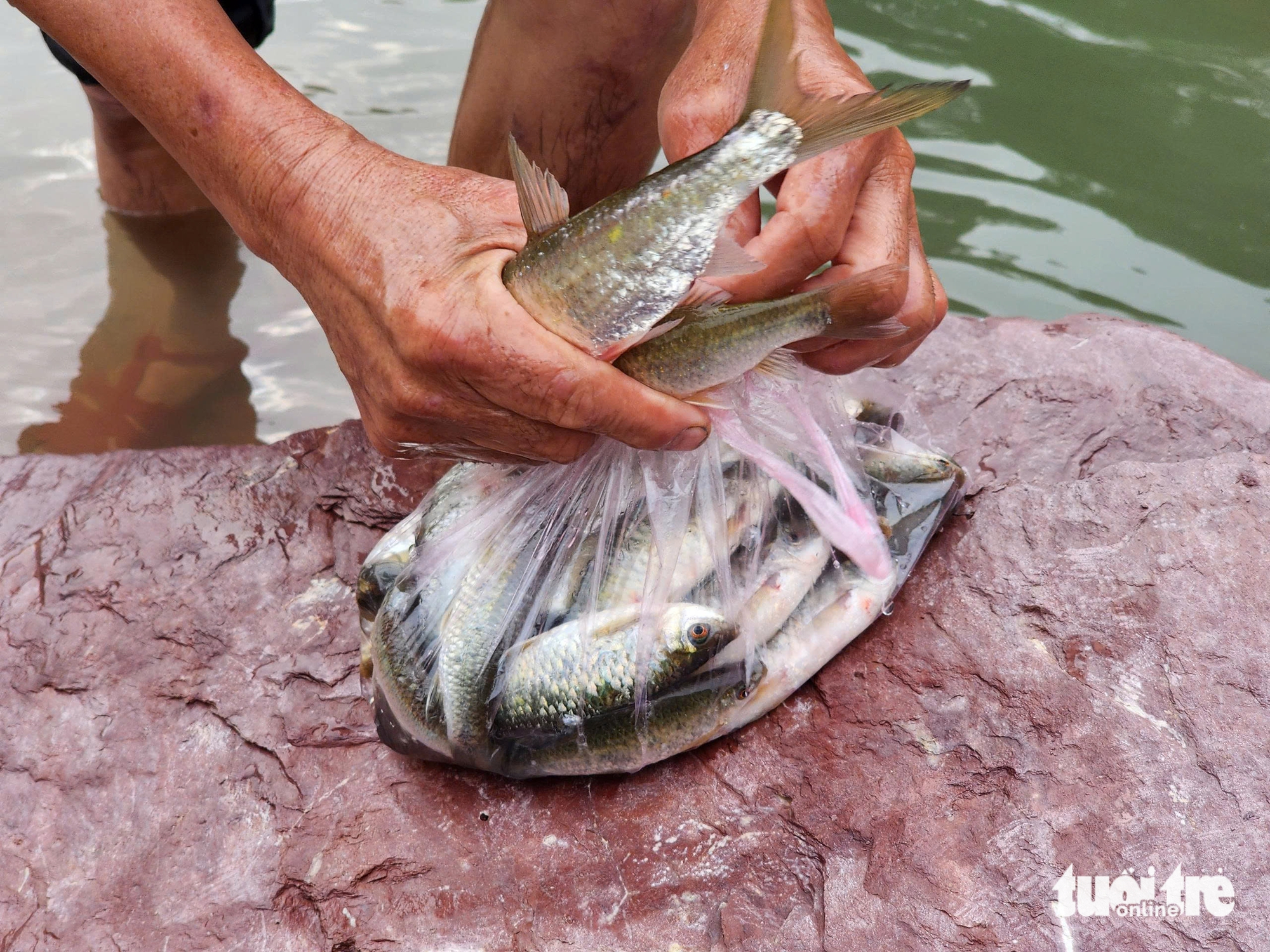 洪水泄洪时，人们争相捕捞格戈湖的'巨型'鱼