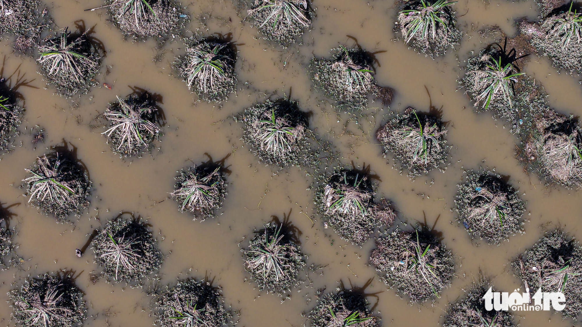 平顺火龙果园因洪水而损失惨重
