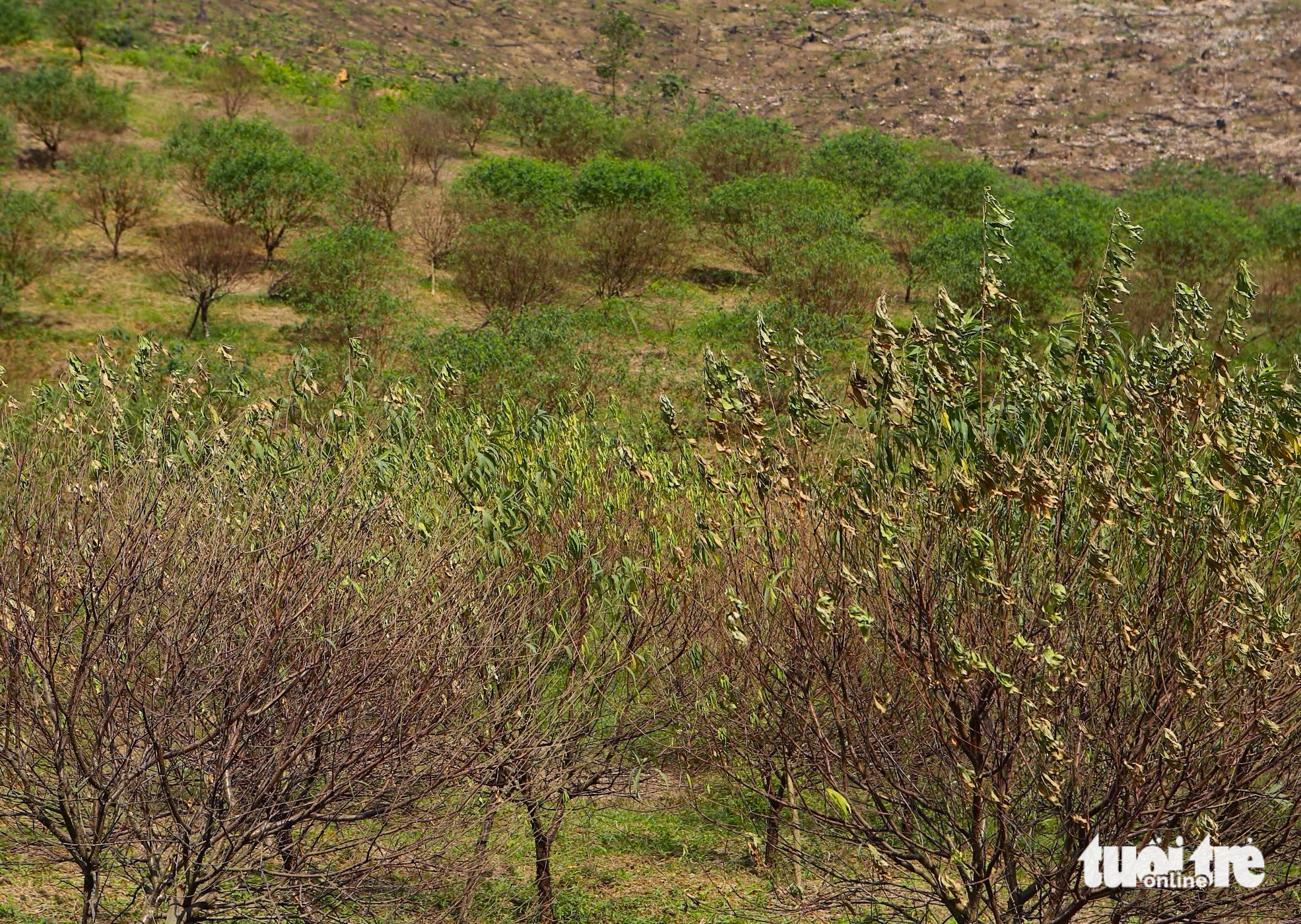 河静省桃花之都居民因桃花大规模死亡而担心失去春节收成