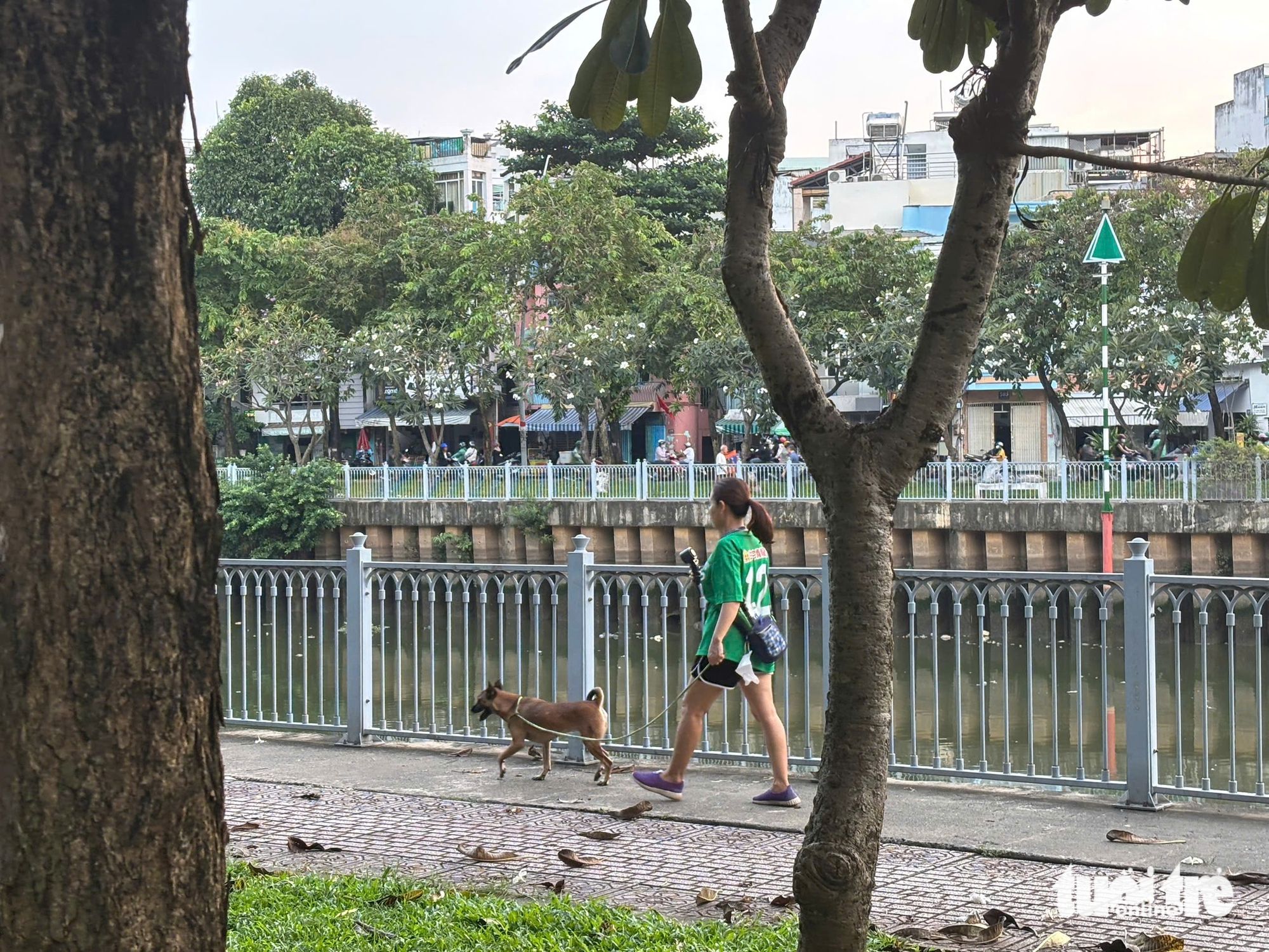 未戴嘴套的狗沿着尼奥洛-蒂涅运河奔跑：'带孙子散步时担心狗冲过来咬人'