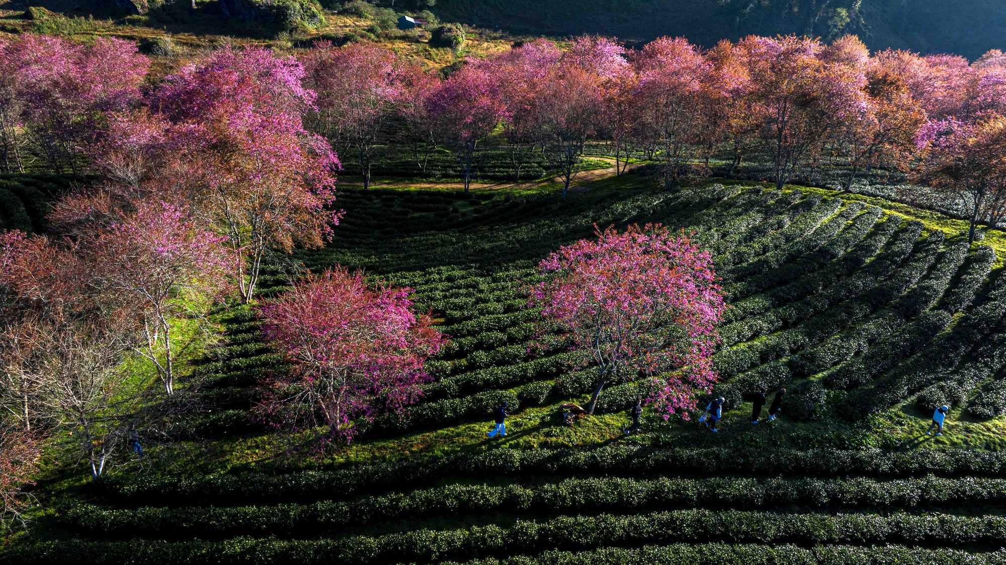 为什么北部最美的茶山樱花'森林'被挖走了？