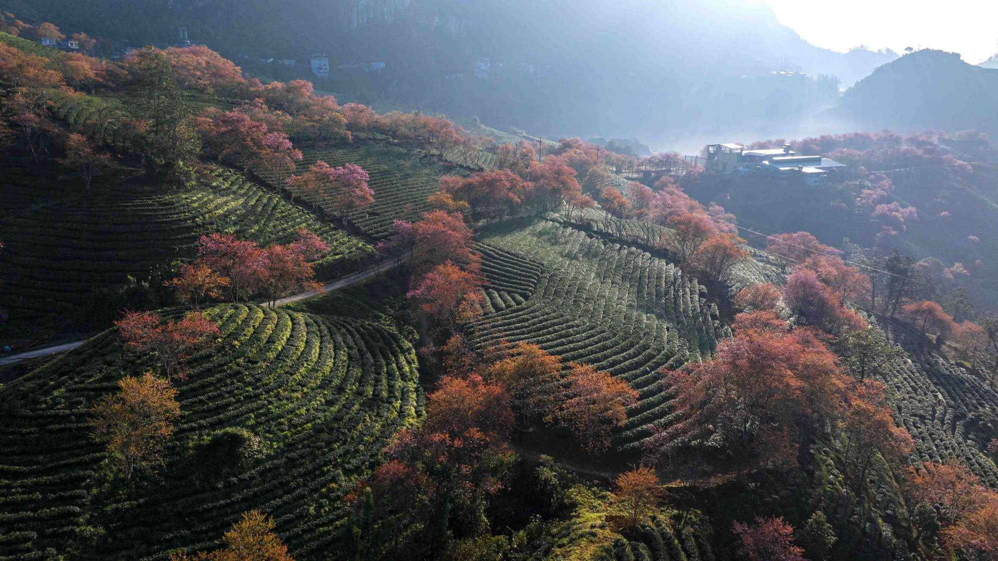 为什么北部最美的茶山樱花'森林'被挖走了？