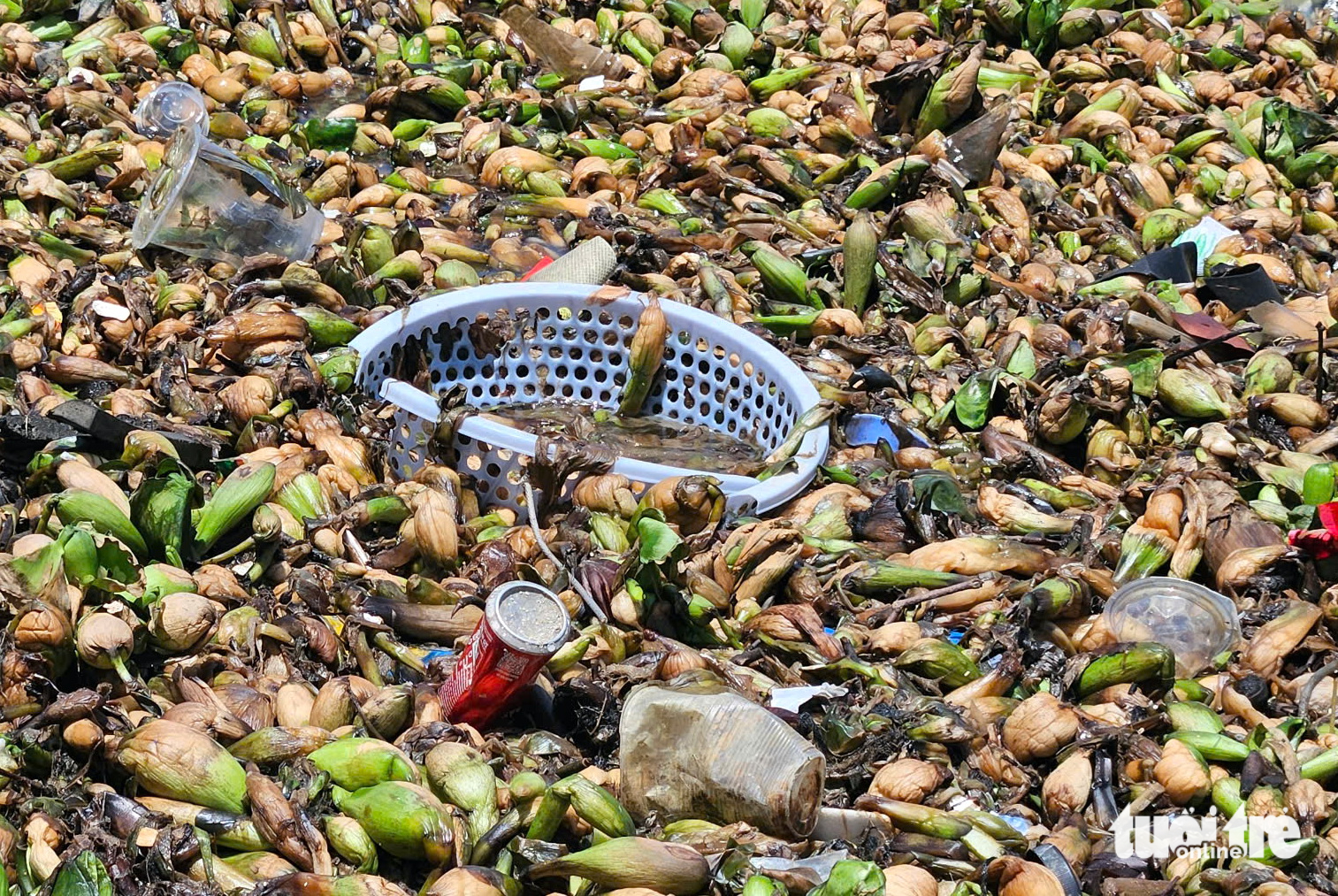 层层塑料垃圾随水葫芦漂入头顿海滩