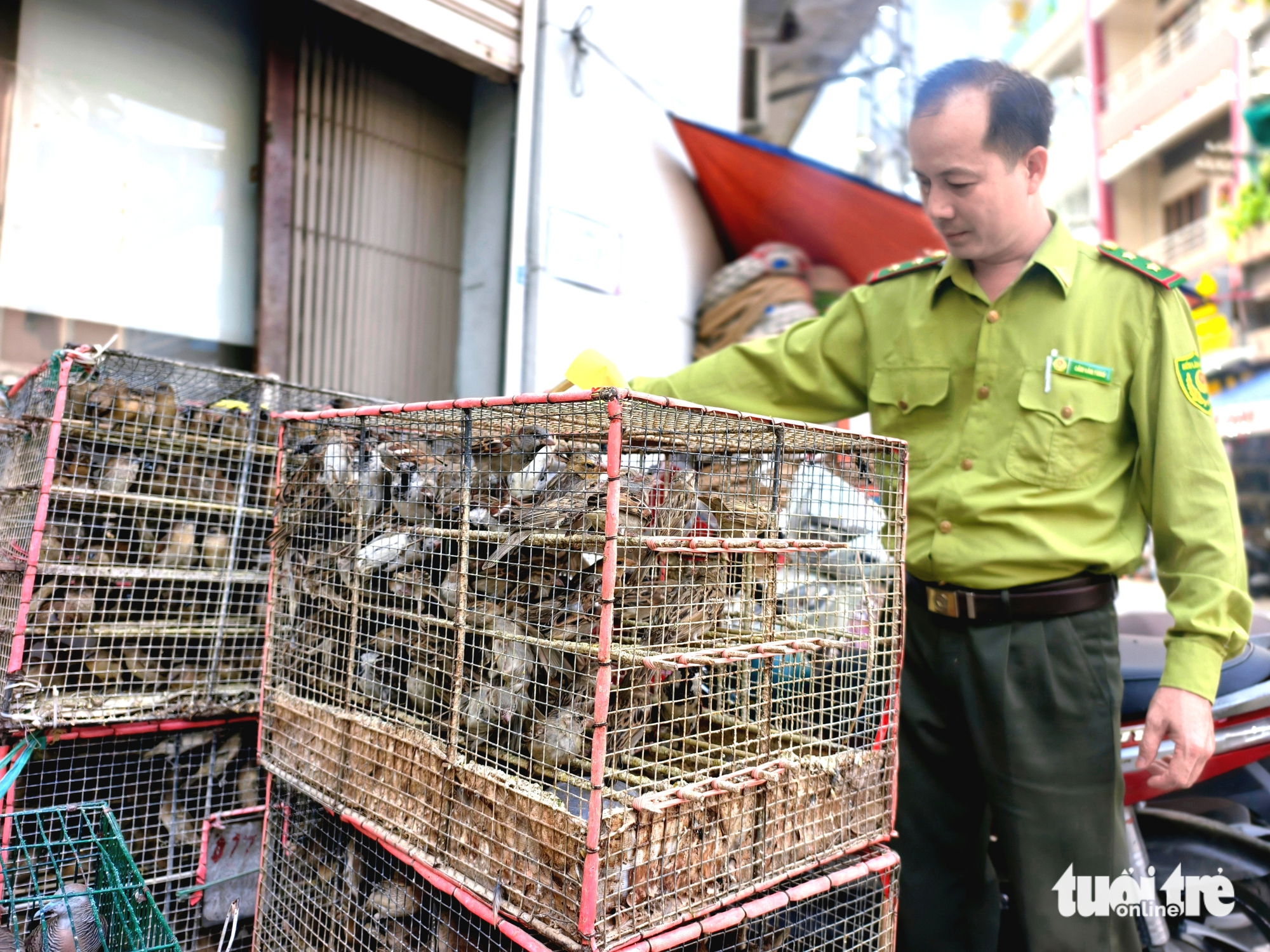 胡志明市林业部门暂扣约1000只无证路边出售的鸟类