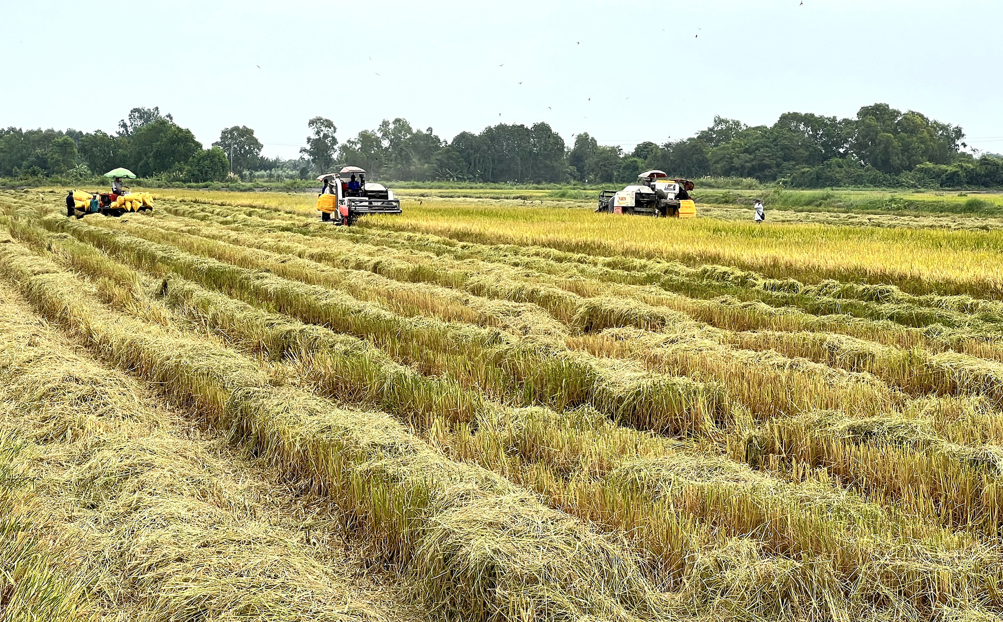 总理要求增加稻谷收购，不让农民被压价