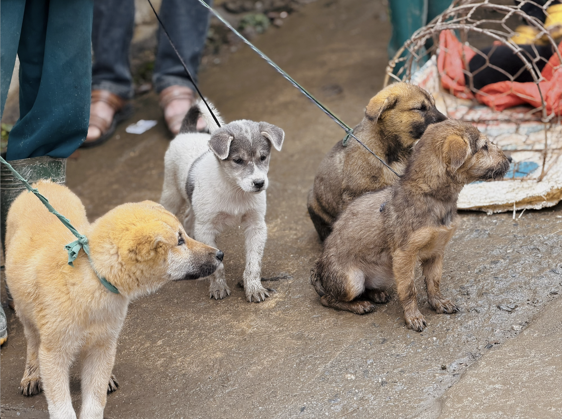 北河狗市在寒冷雨中热闹非凡