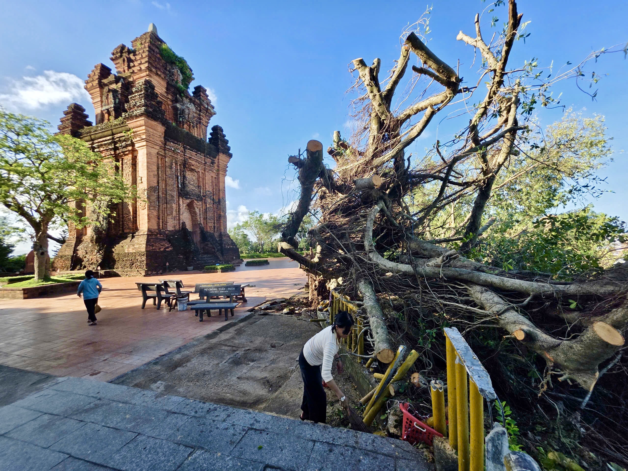 心痛：雁塔古迹上百年榕树被卡尔马吉台风击倒：救援努力！