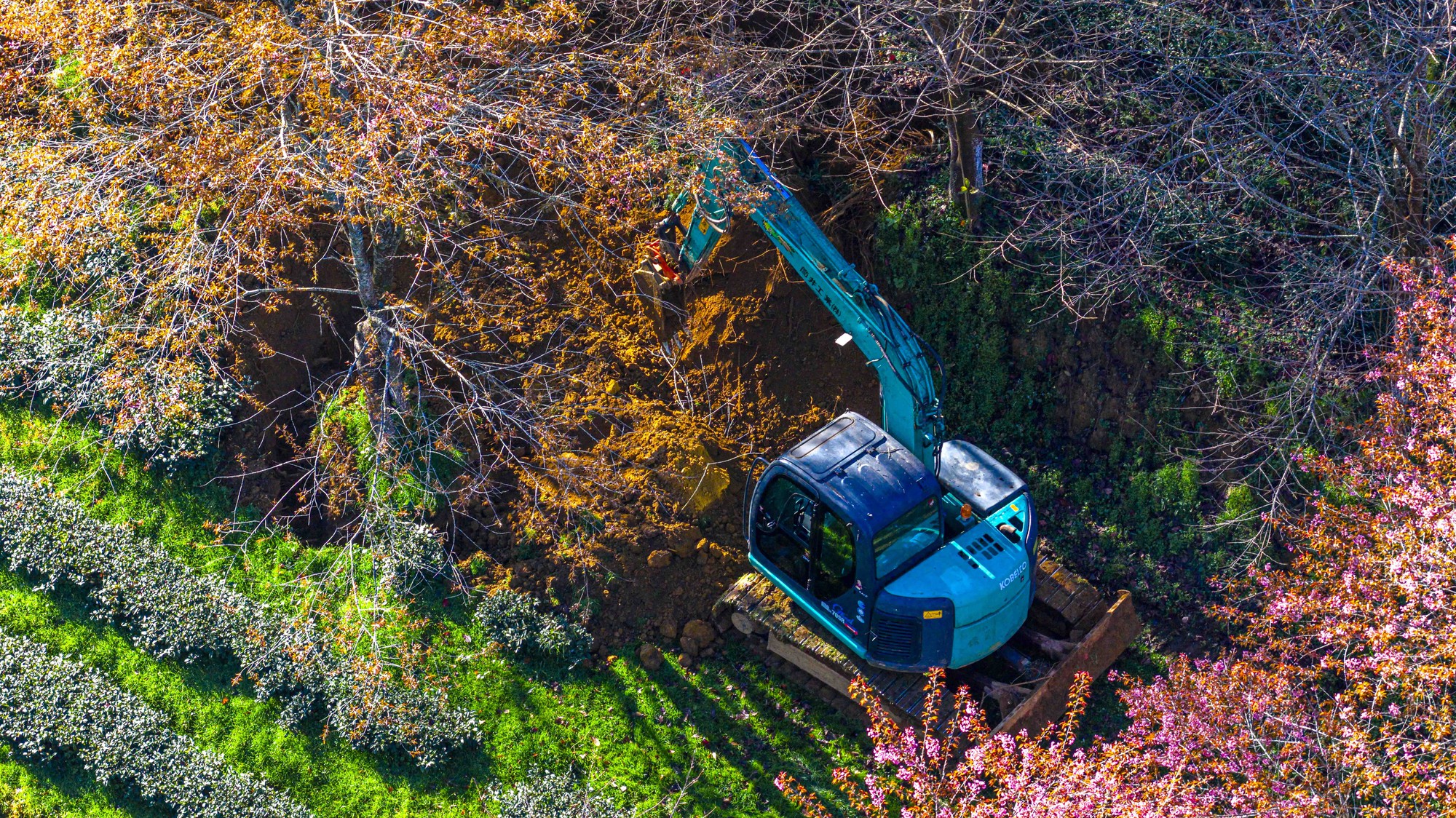 为什么北部最美的茶山樱花'森林'被挖走了？