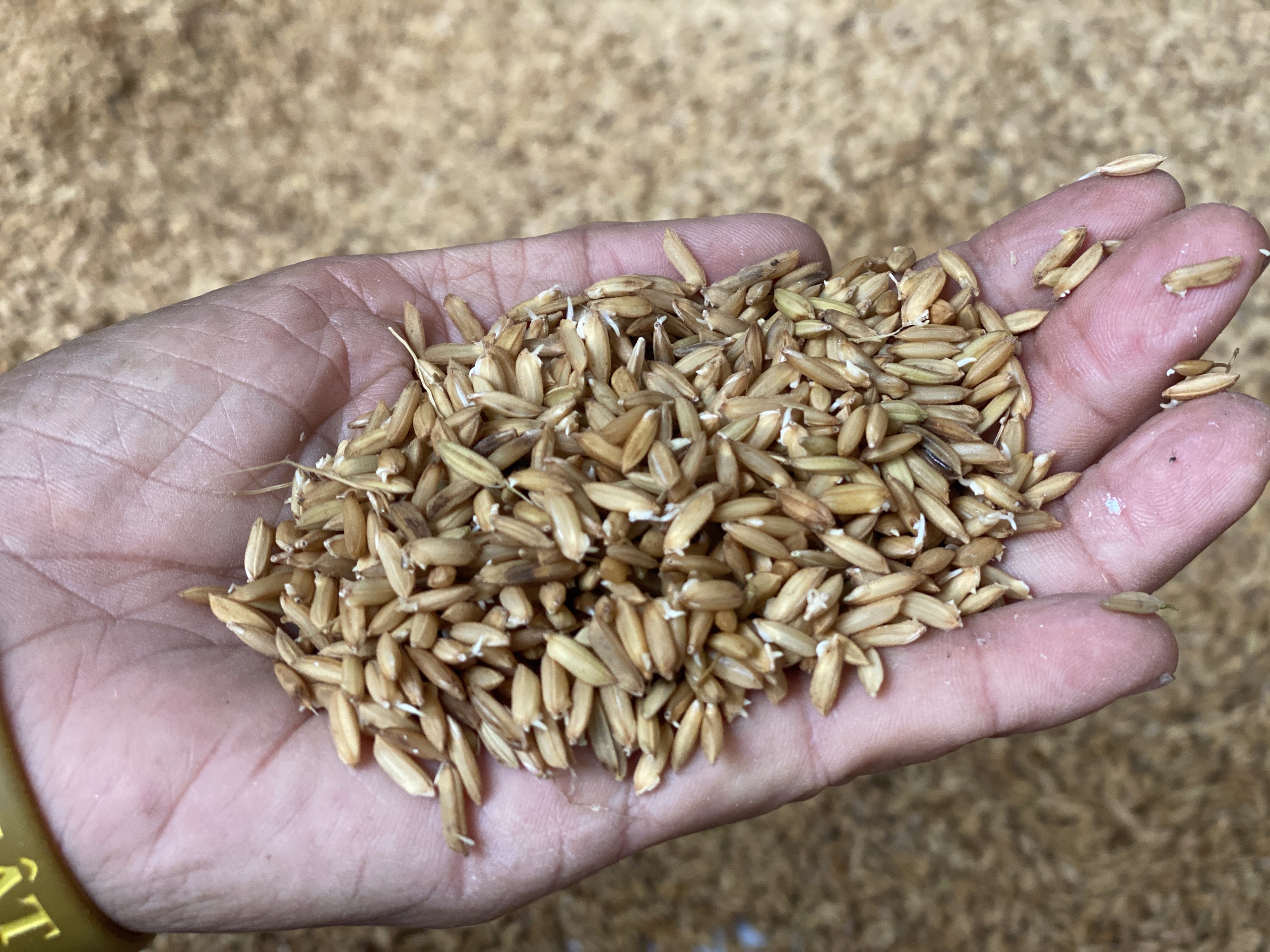 心痛洪水浸泡稻谷发芽，不得不丢弃