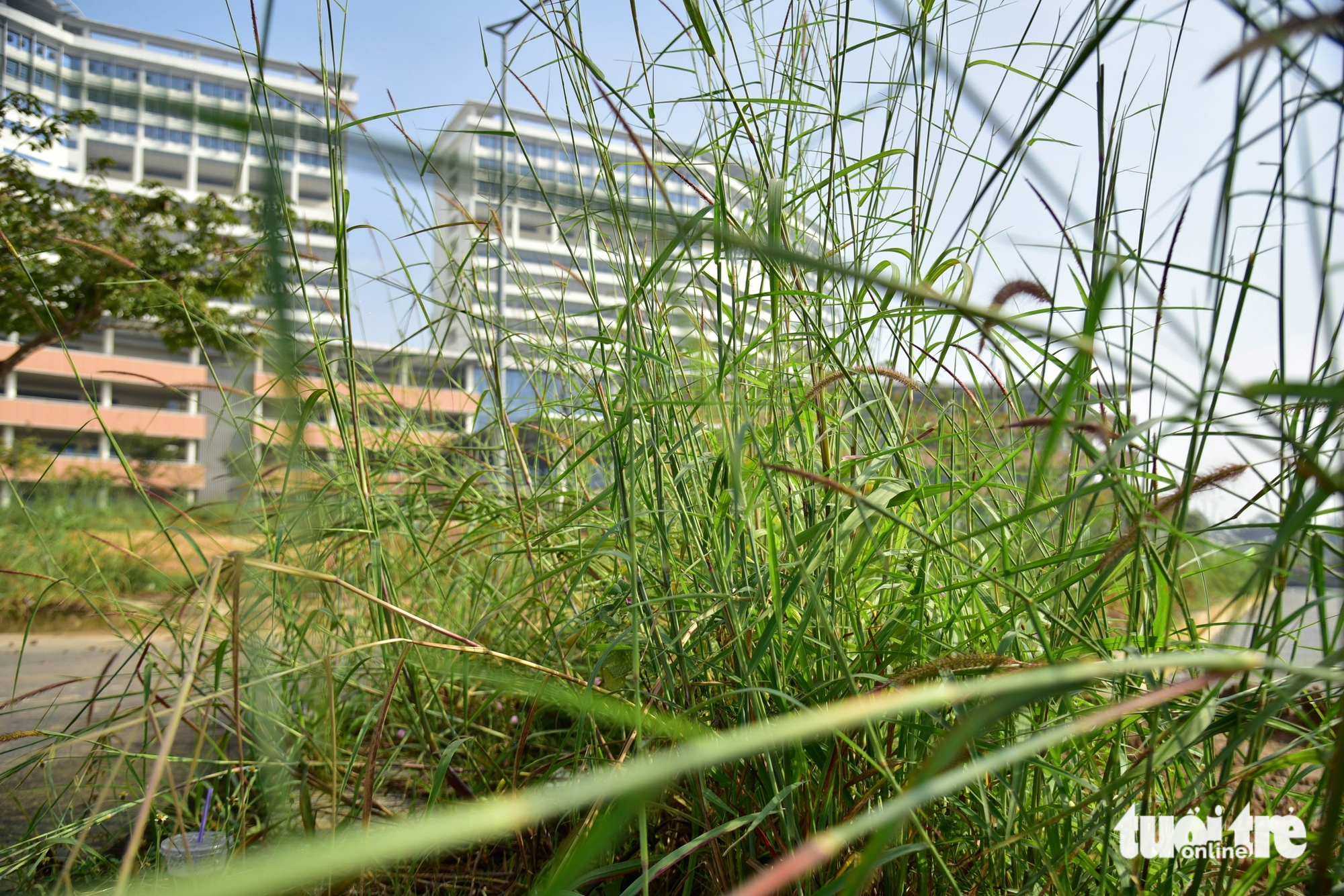 胡志明市4500亿越盾医院开工10年后现状：施工'应付了事'，杂草丛生