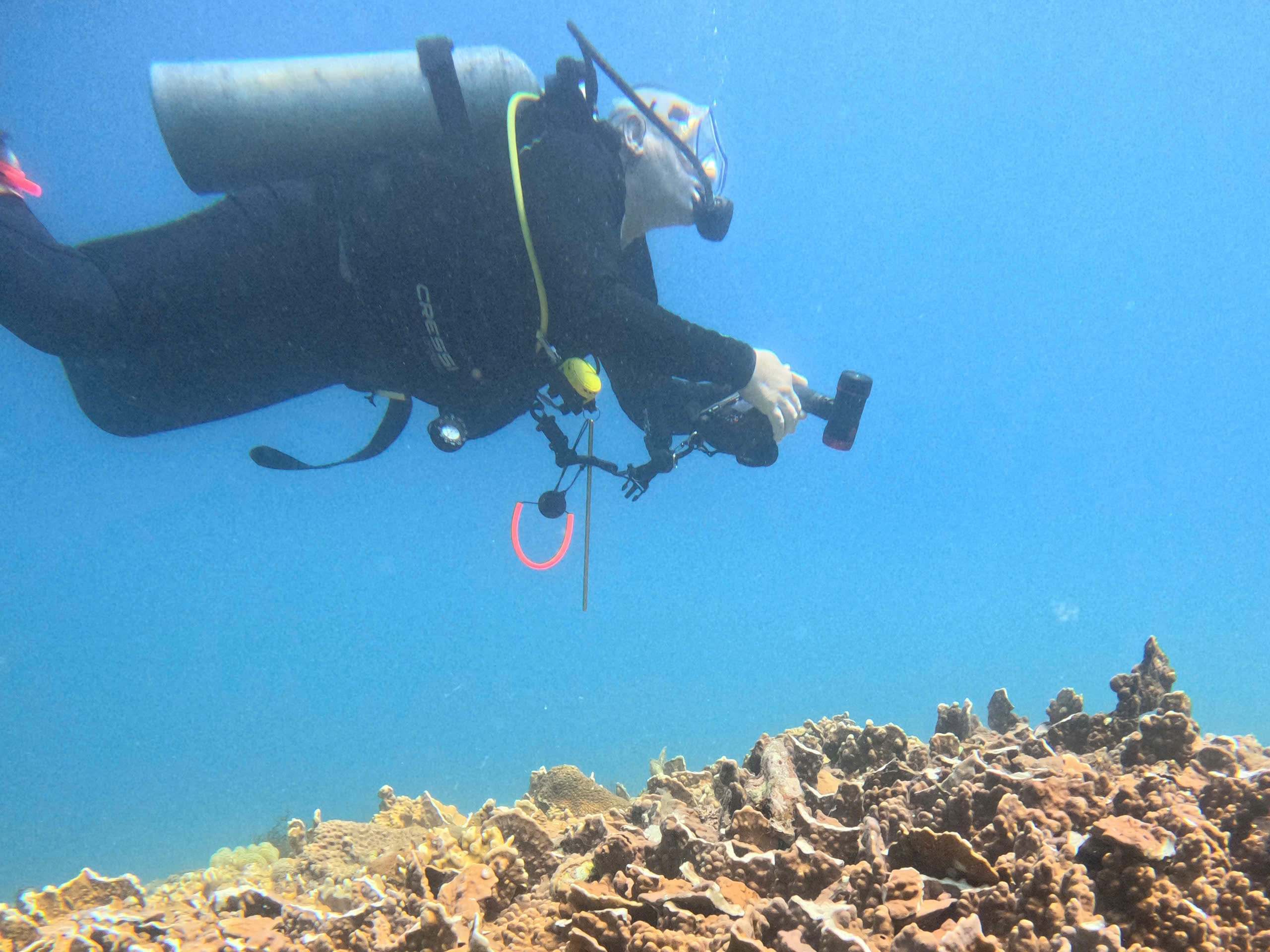 是什么导致庆和省芽富湾海底鱼类大量死亡、珊瑚断裂？