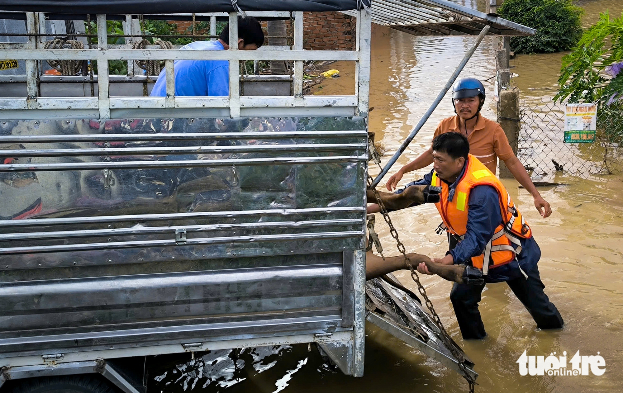 山羊和牛被冲入河流海洋，潘朗洪水中的泪水