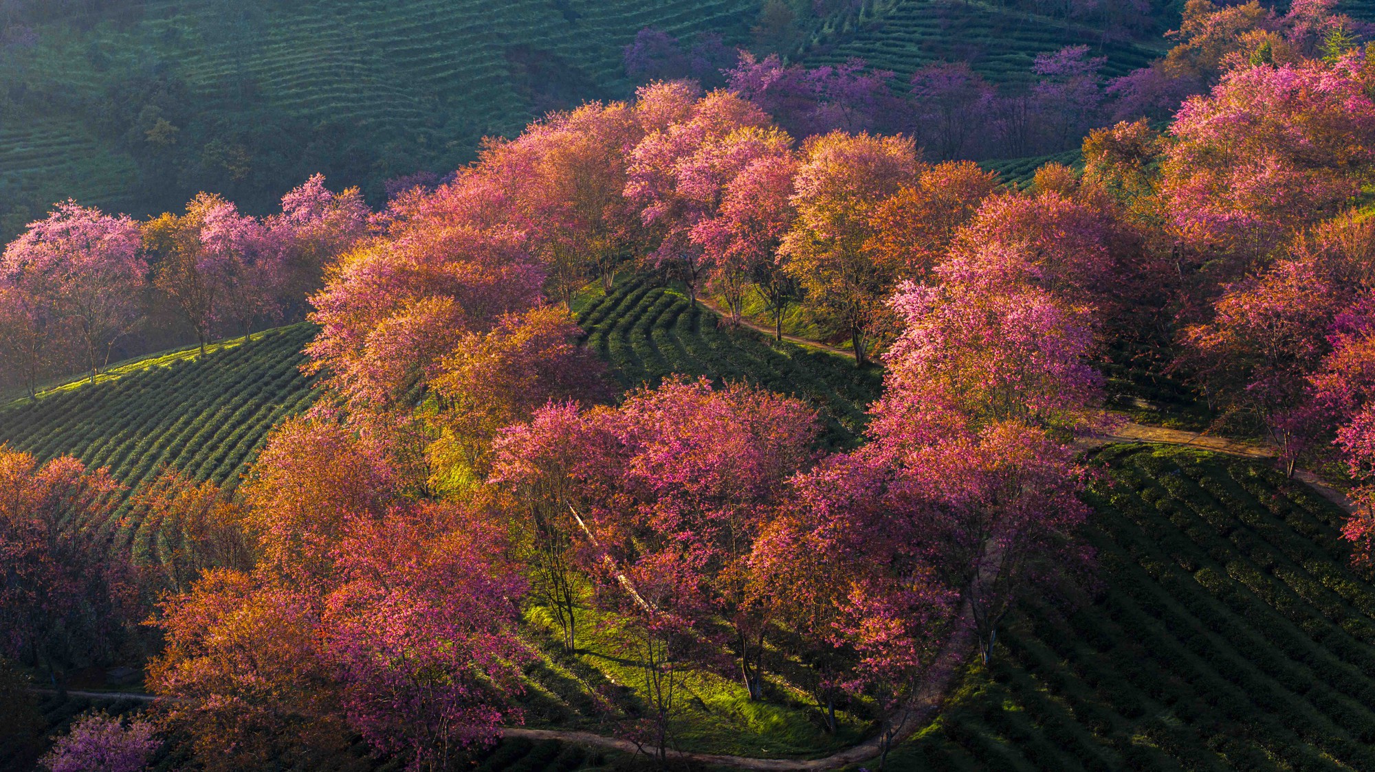 为什么北部最美的茶山樱花'森林'被挖走了？