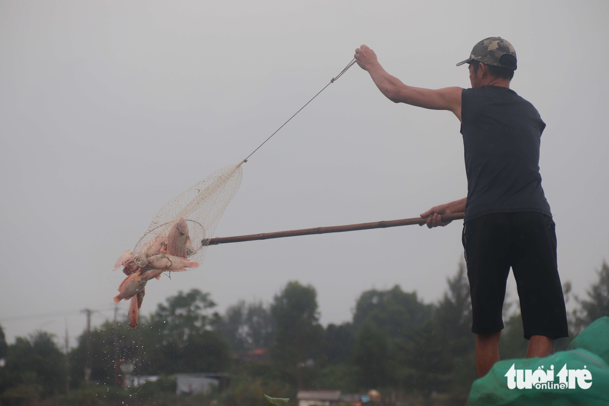 洪水导致鱼类死亡，岘港居民损失数亿