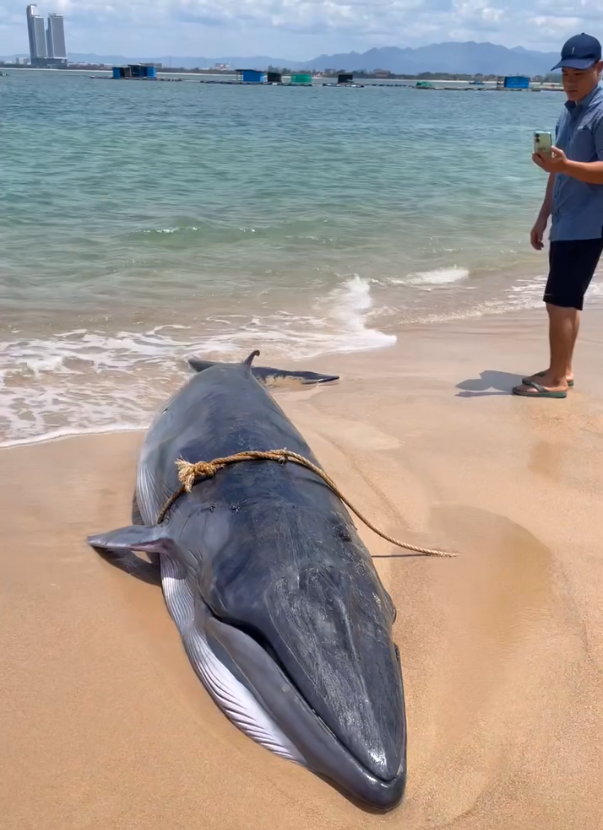 重达1吨的鲸鱼搁浅，在宁渚海口死亡
