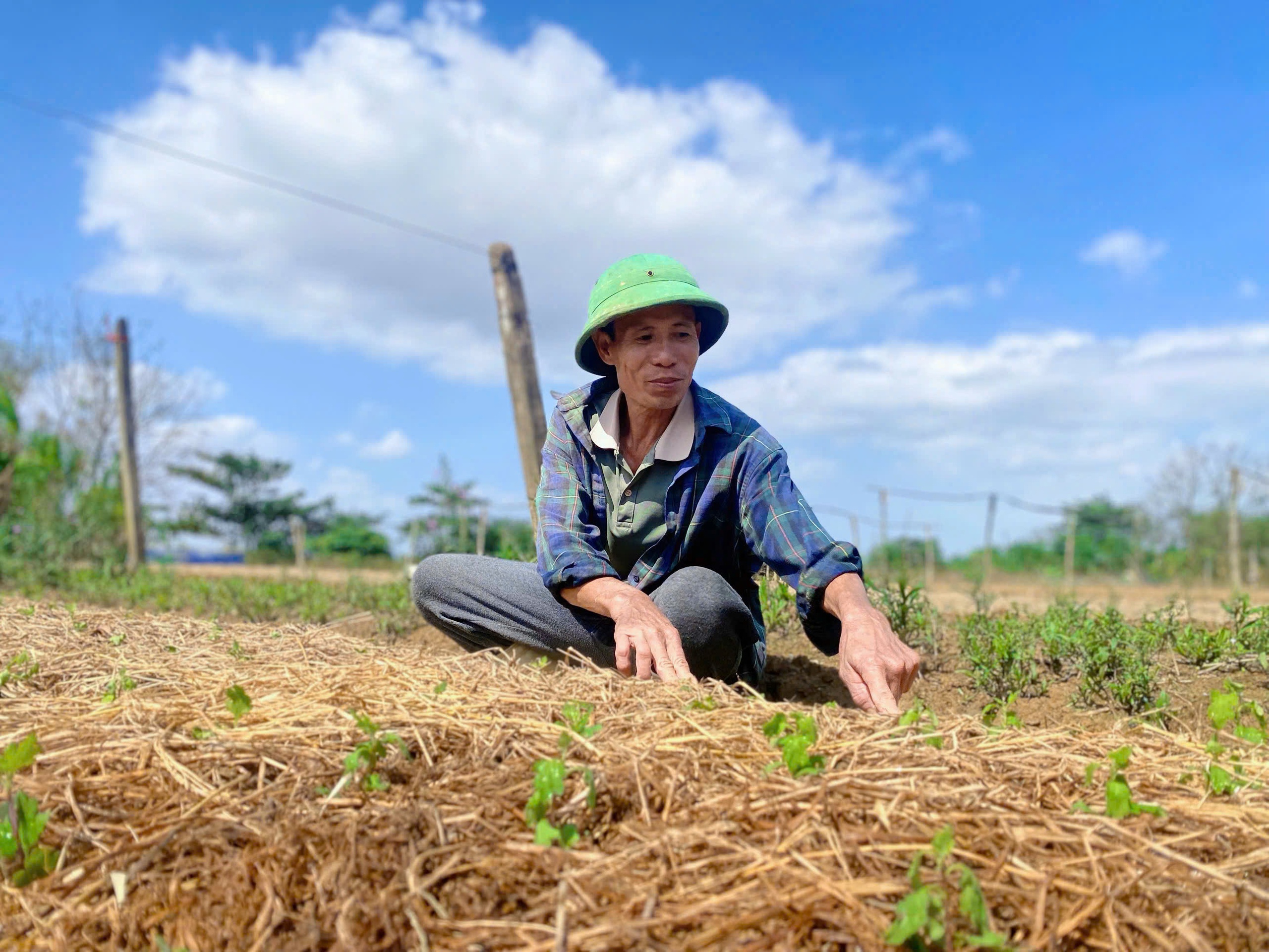 顺化农民在洪水后匆忙‘复活’春节花卉基地，争分夺秒赶上季节