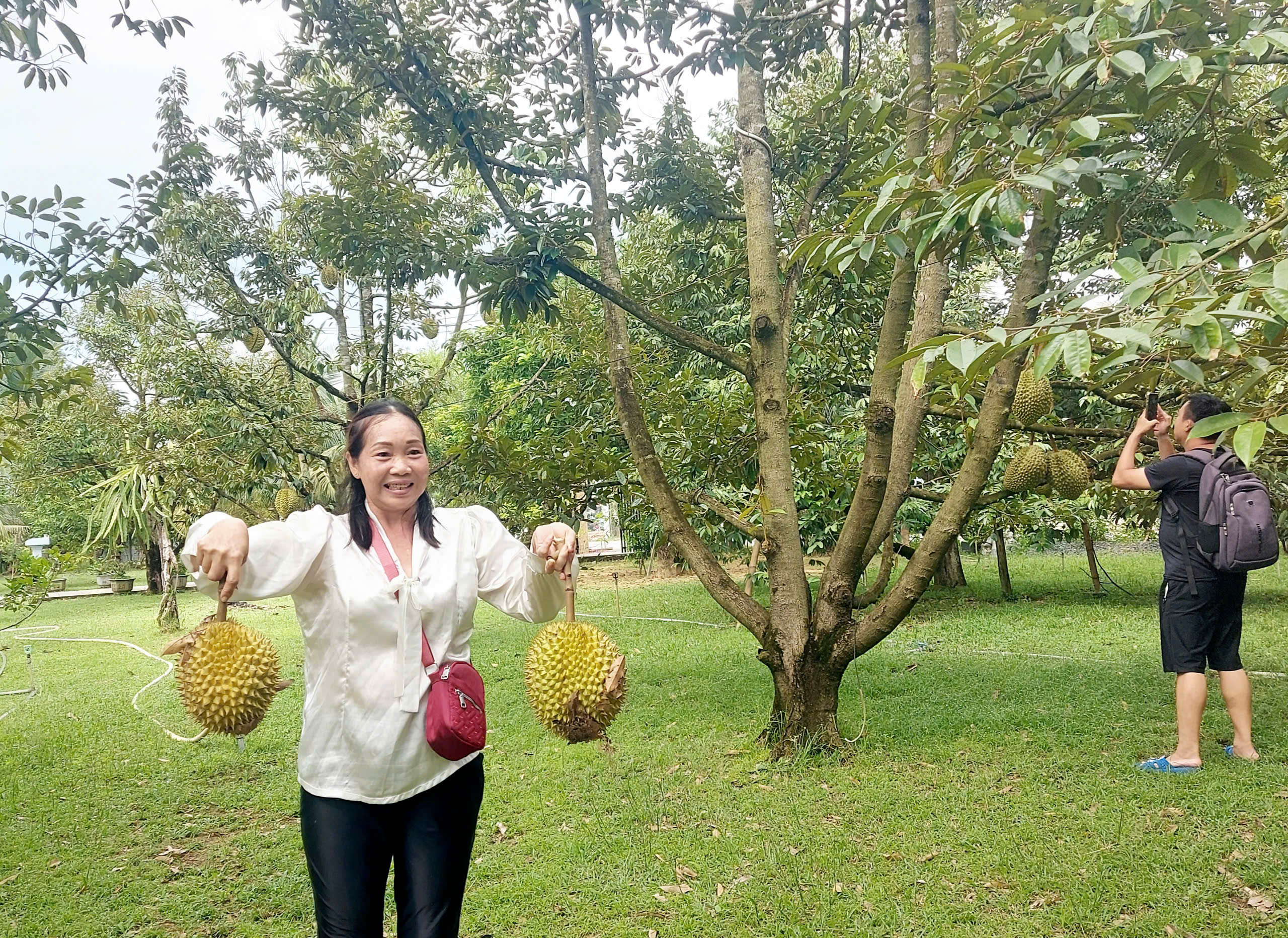 游客迷恋与富国岛果园相连的旅游体验