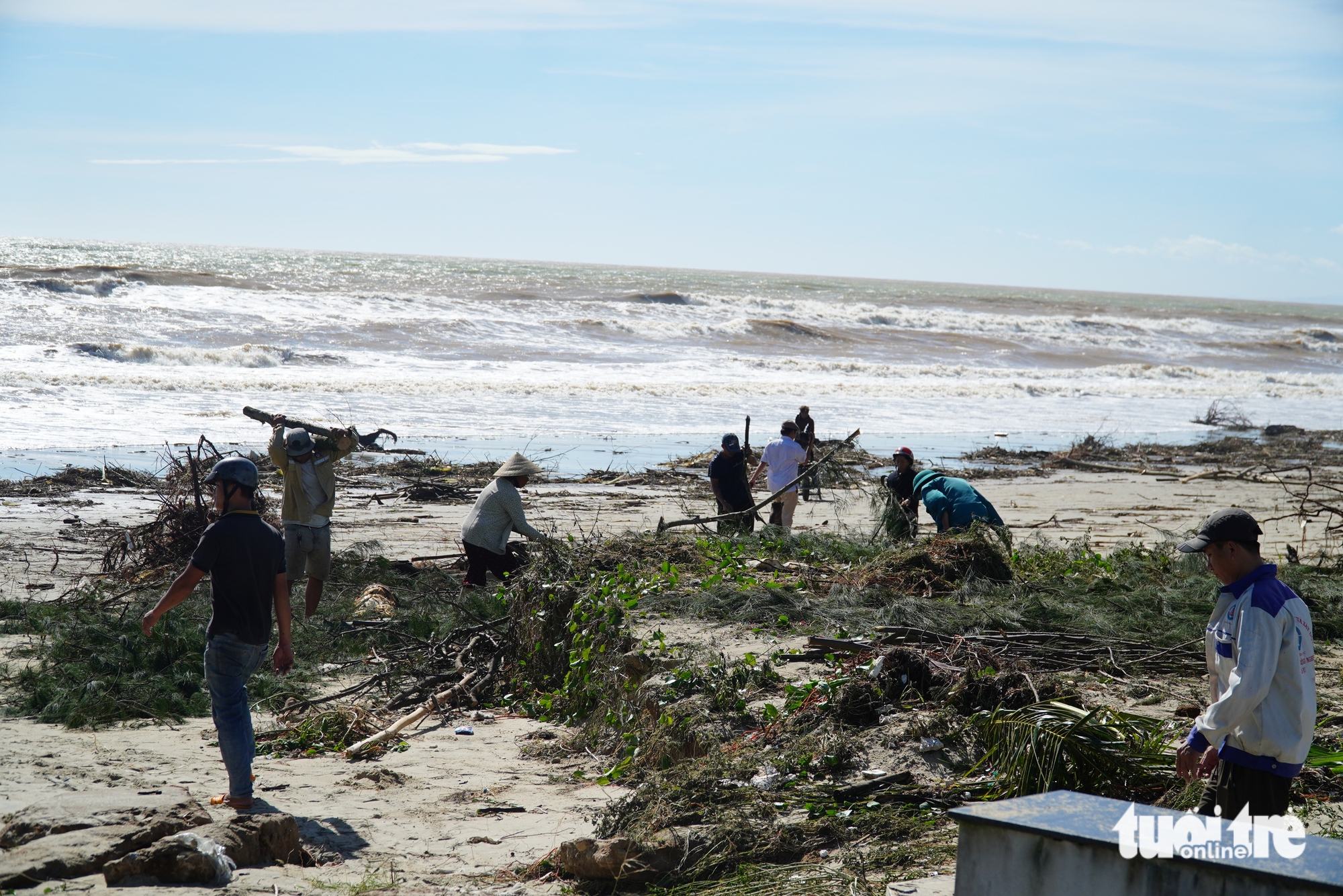 广南省海边数十年的松树被大浪连根拔起
