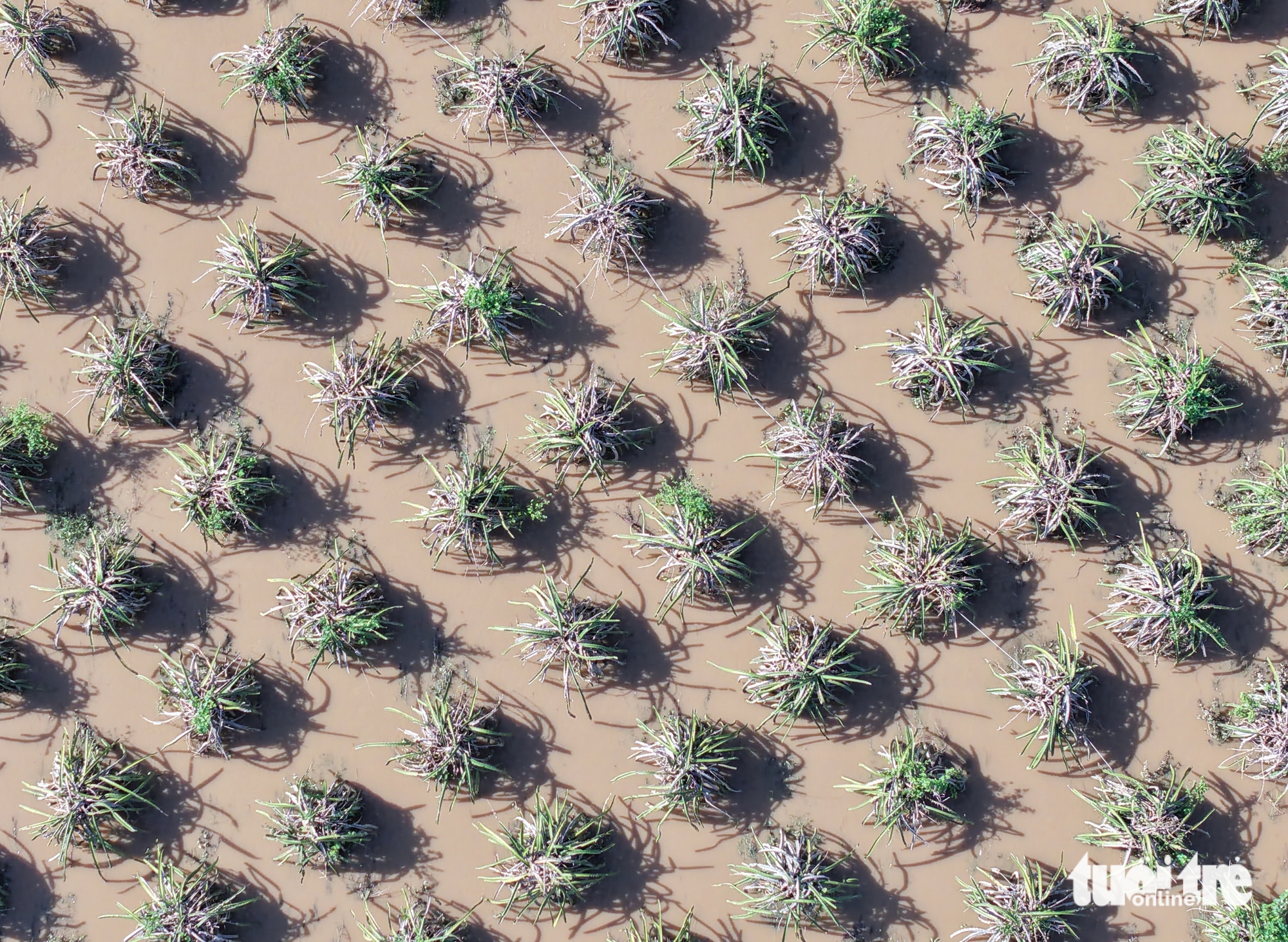 平顺旧区多地仍被洪水深淹