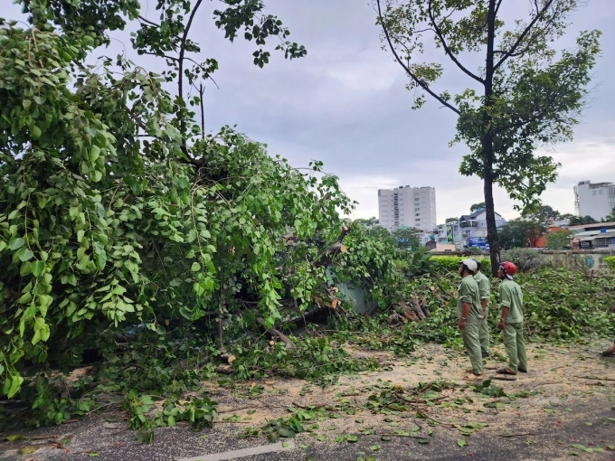 胡志明市的树木、起重机倒塌压人、汽车