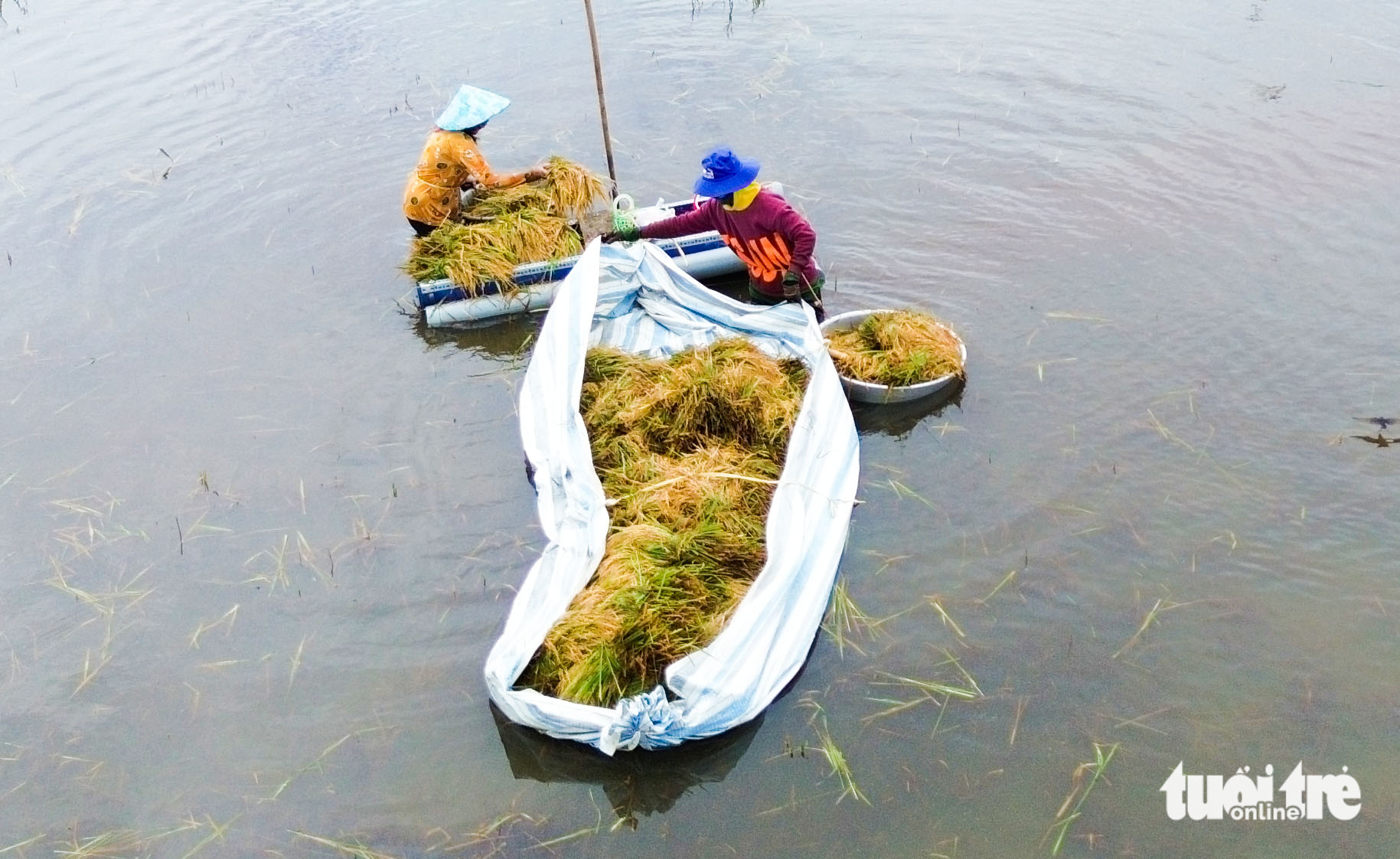 水深淹没，成熟稻谷倒伏田间，安江乡亲逐穗抢收稻谷