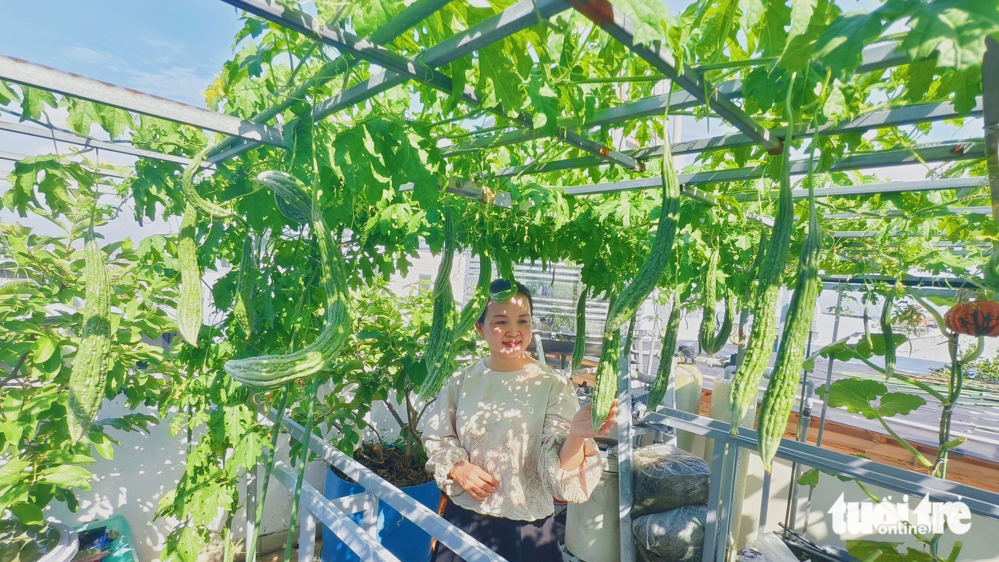 妈妈在屋顶种满南瓜架作为中秋节和万圣节礼物送给孩子