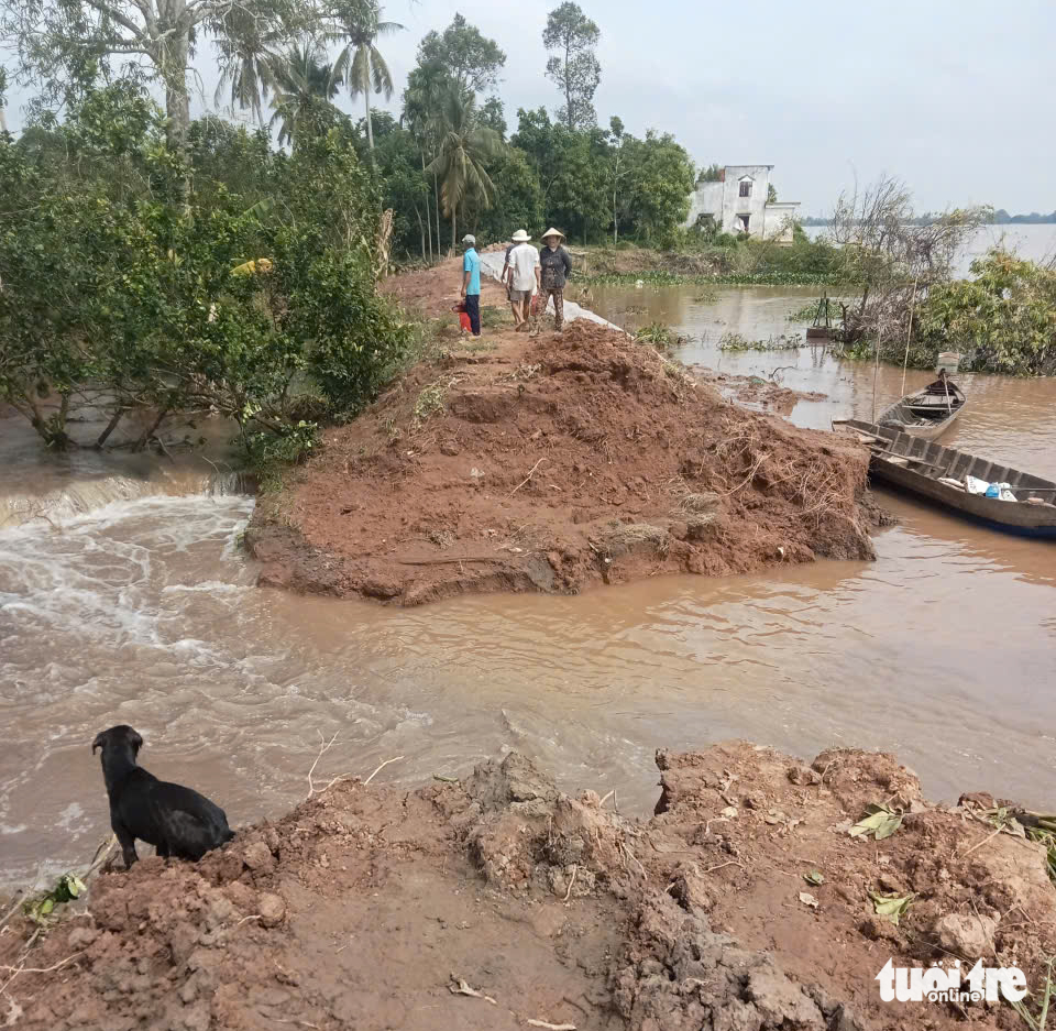 公布永隆省青龙岛堤防滑坡紧急情况