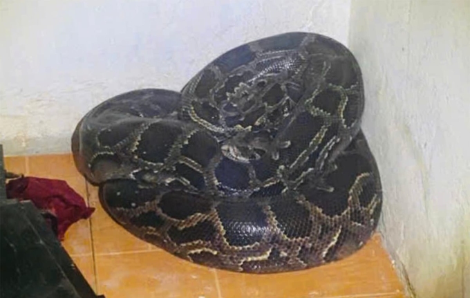 稀有蟒蛇蜷缩在居民家中