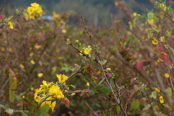 台风洪水后，春节梅花、菊花种植者遭受损失