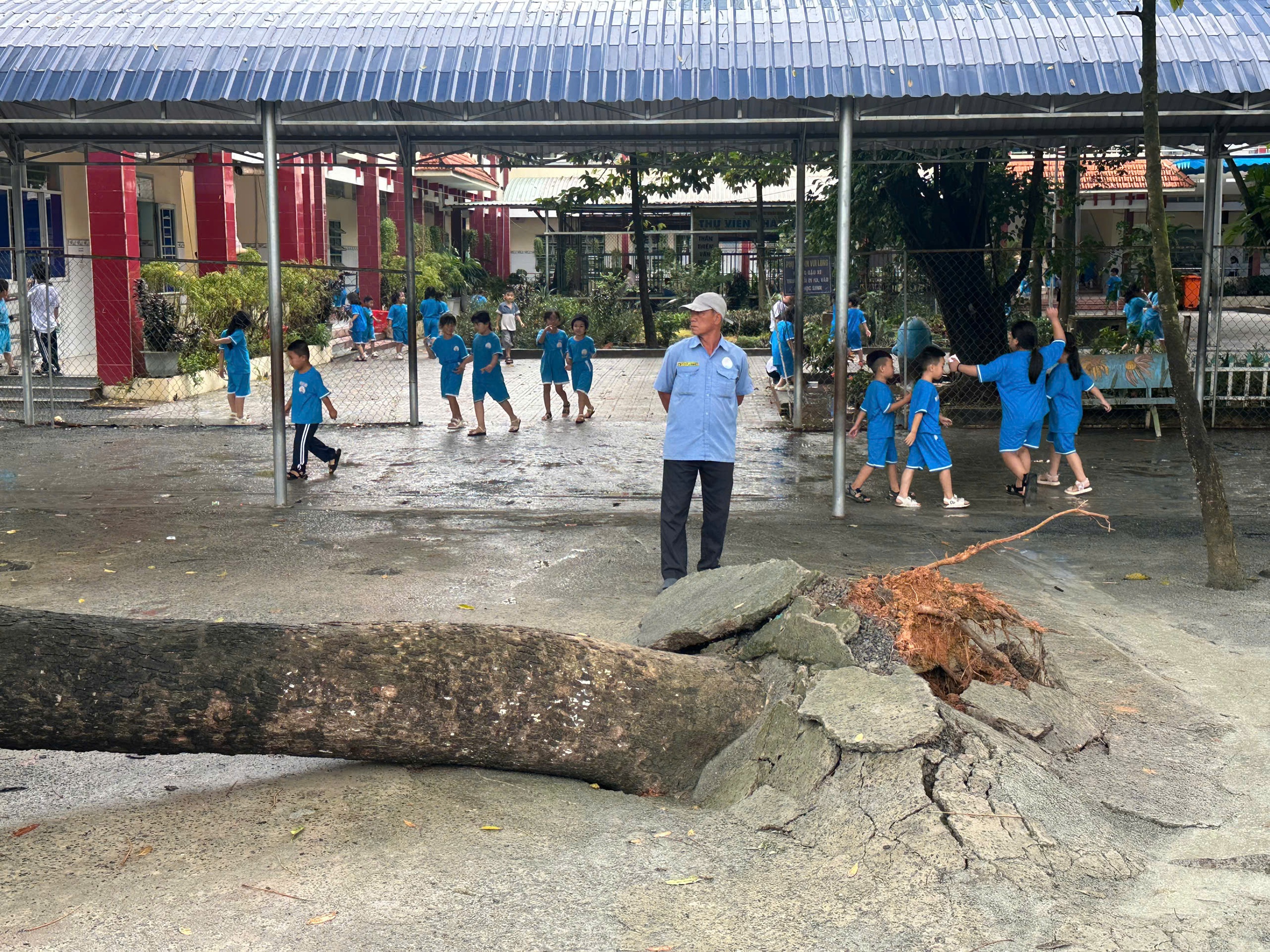 胡志明市泰和A小学两次树木连根拔起