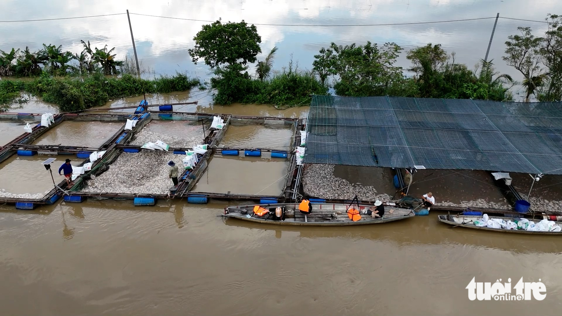 养殖户含泪看着13号台风后池塘鱼群死亡