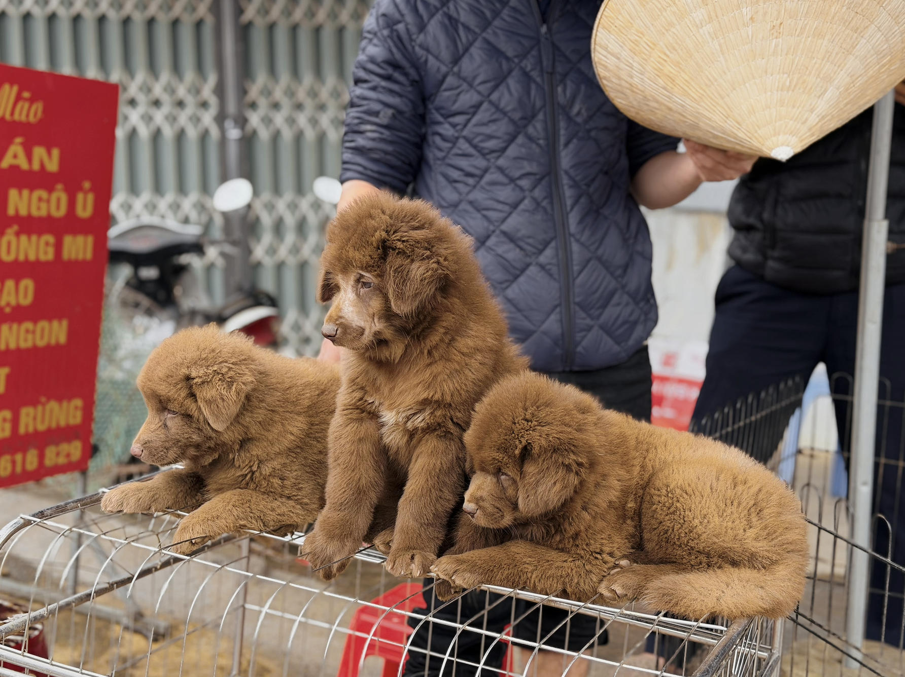 北河狗市在寒冷雨中热闹非凡
