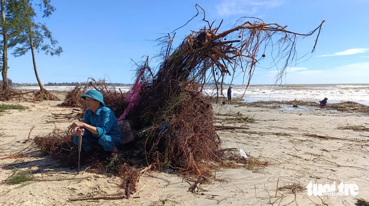 广南省海边数十年的松树被大浪连根拔起