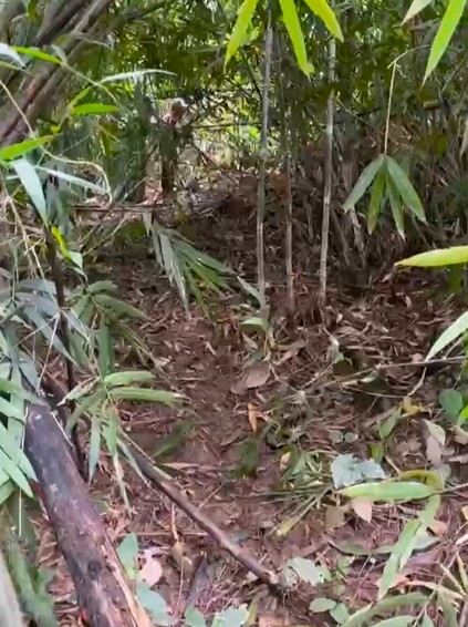 男子上山采笋疑被大象踩死