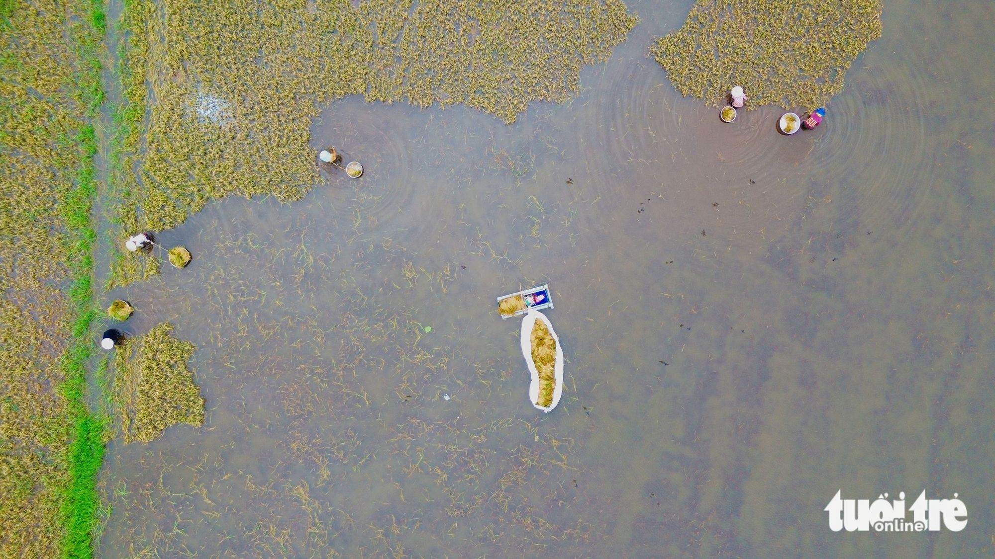 水深淹没，成熟稻谷倒伏田间，安江乡亲逐穗抢收稻谷