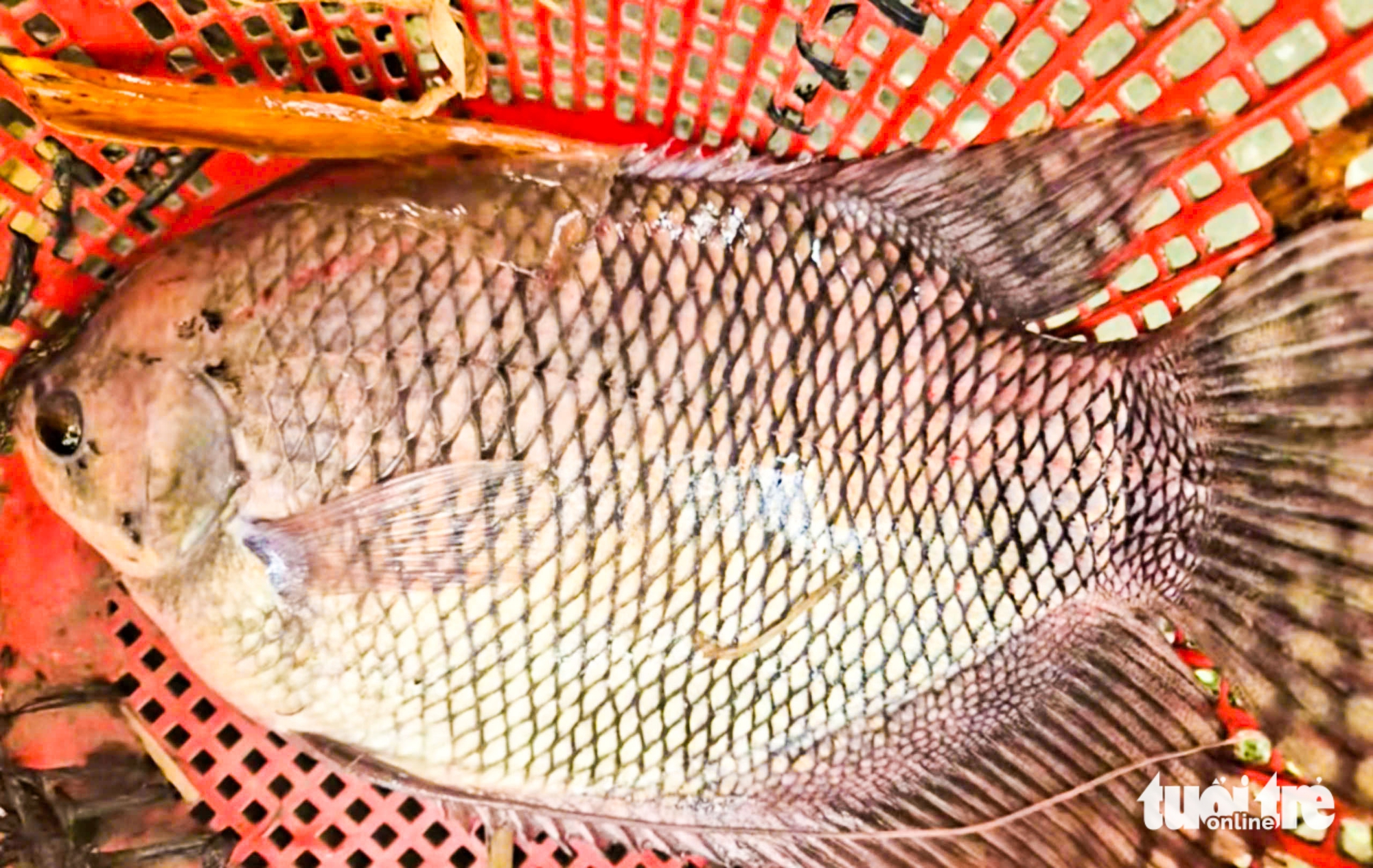 西部居民在洪水季节用网兜捕捉河流中的野生鱼