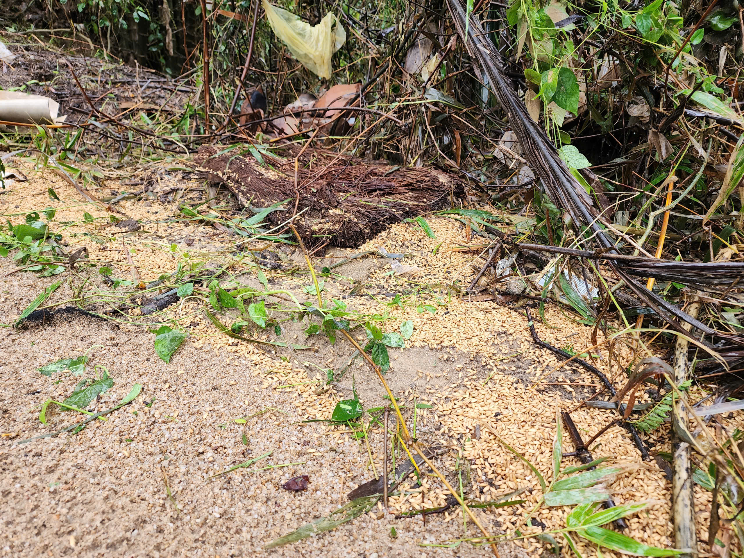 洪水过后，全村无米无粮……许多财产随水流走