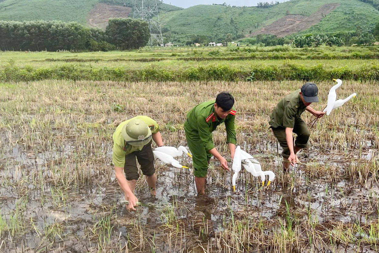 天罗地网陷阱捕捉野鸟
