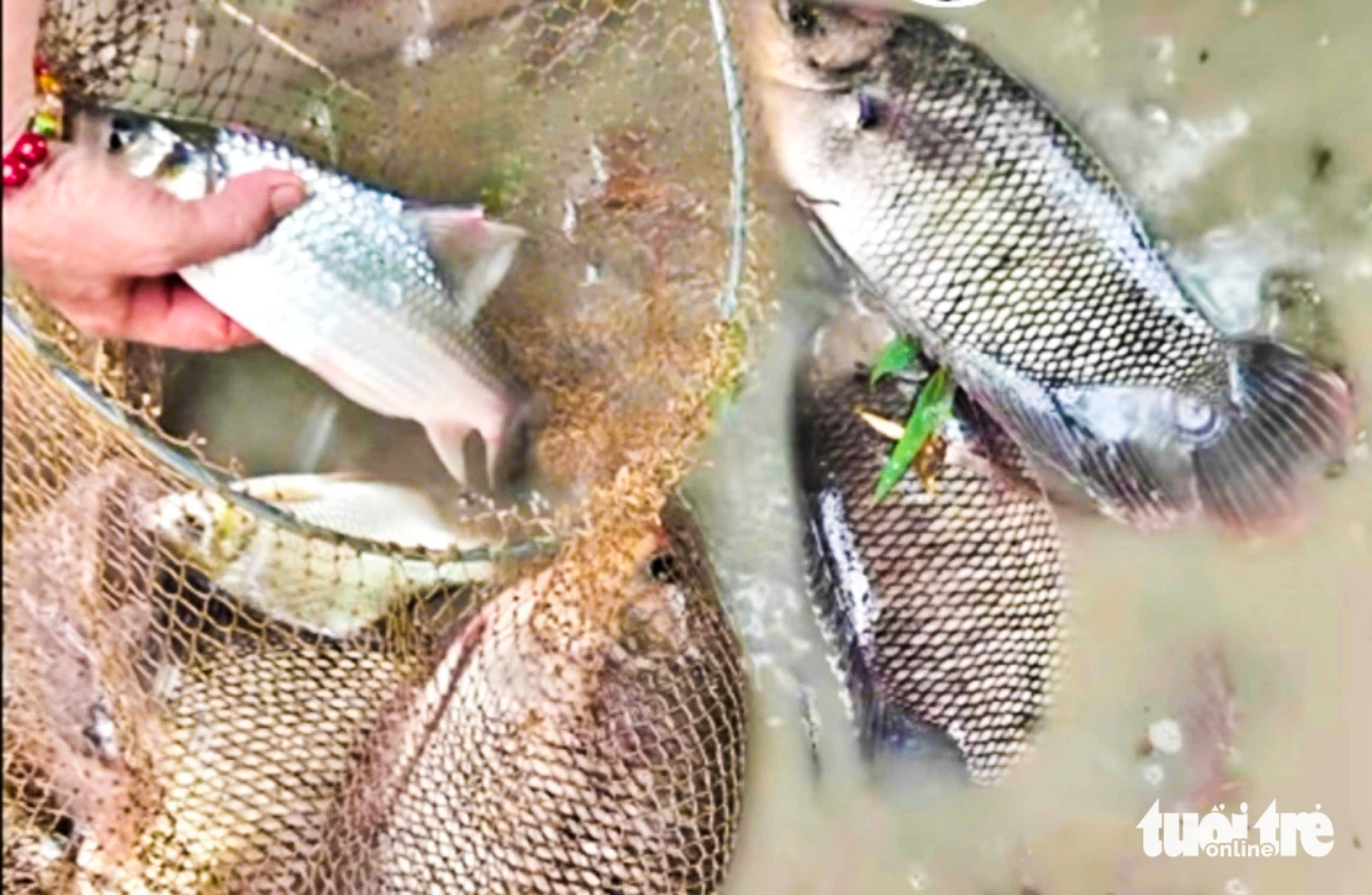 西部居民在洪水季节用网兜捕捉河流中的野生鱼