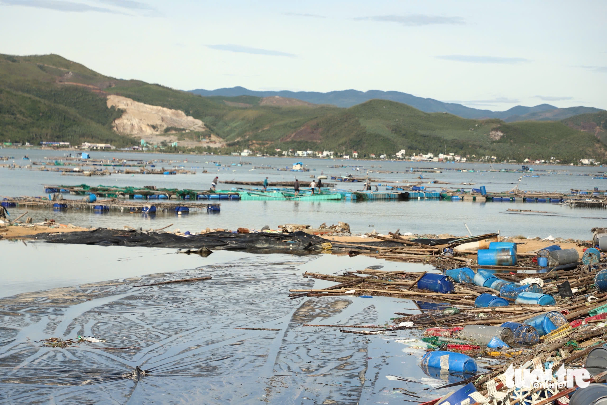 养殖户含泪看着13号台风后池塘鱼群死亡