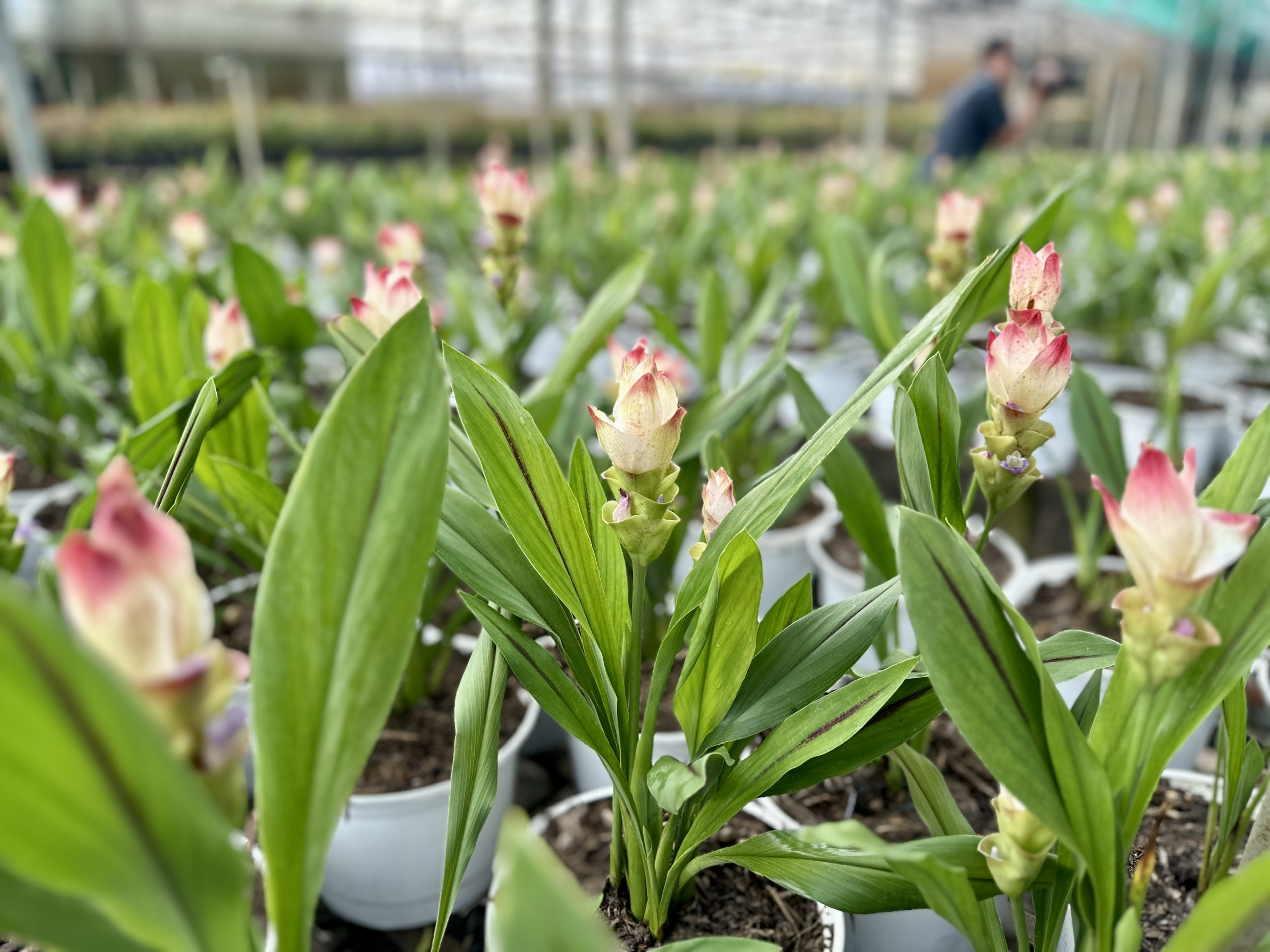 沙沥花村的三色姜荷花吸引游客